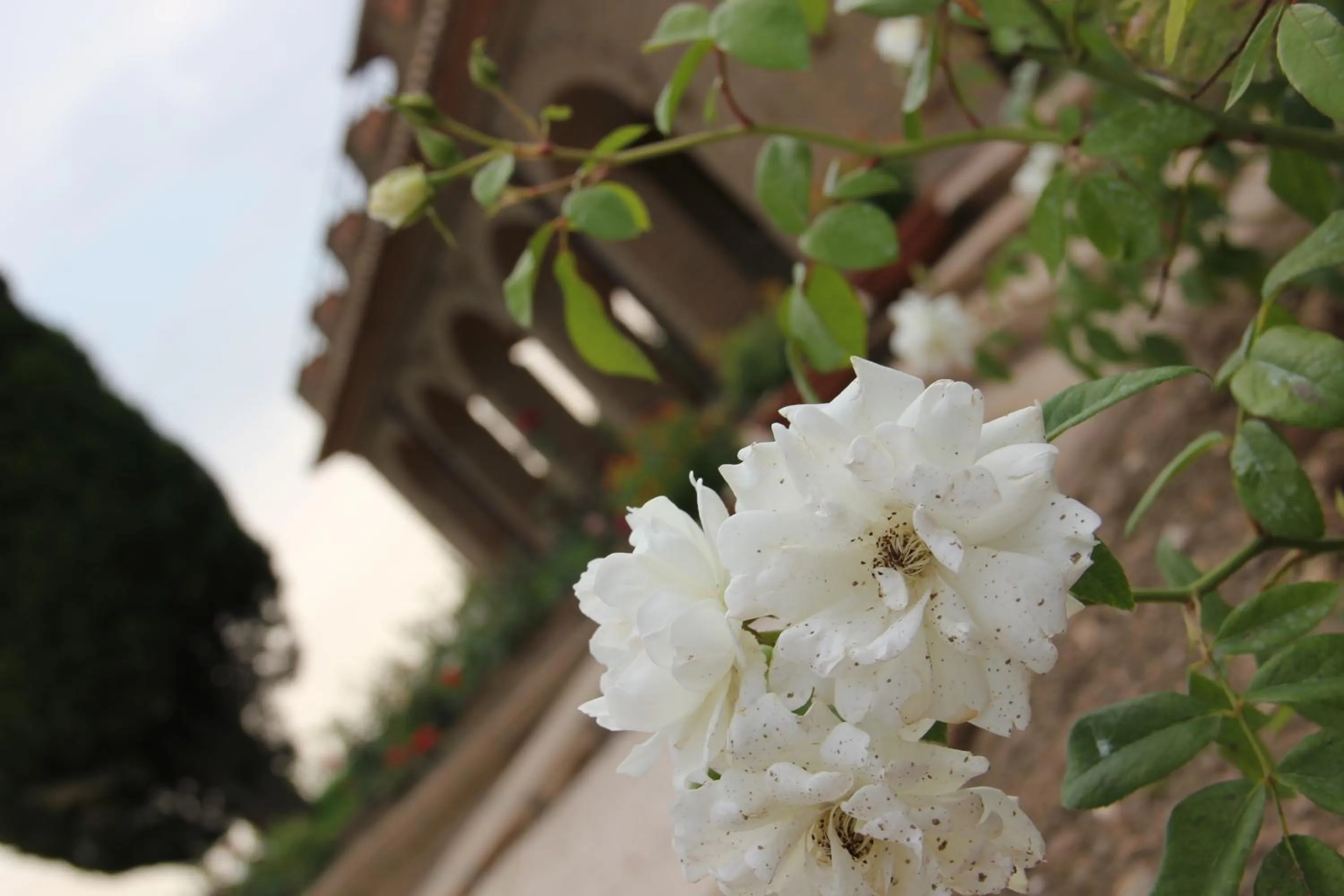 Decorative detail in Agriturismo Poggio Al Tufo