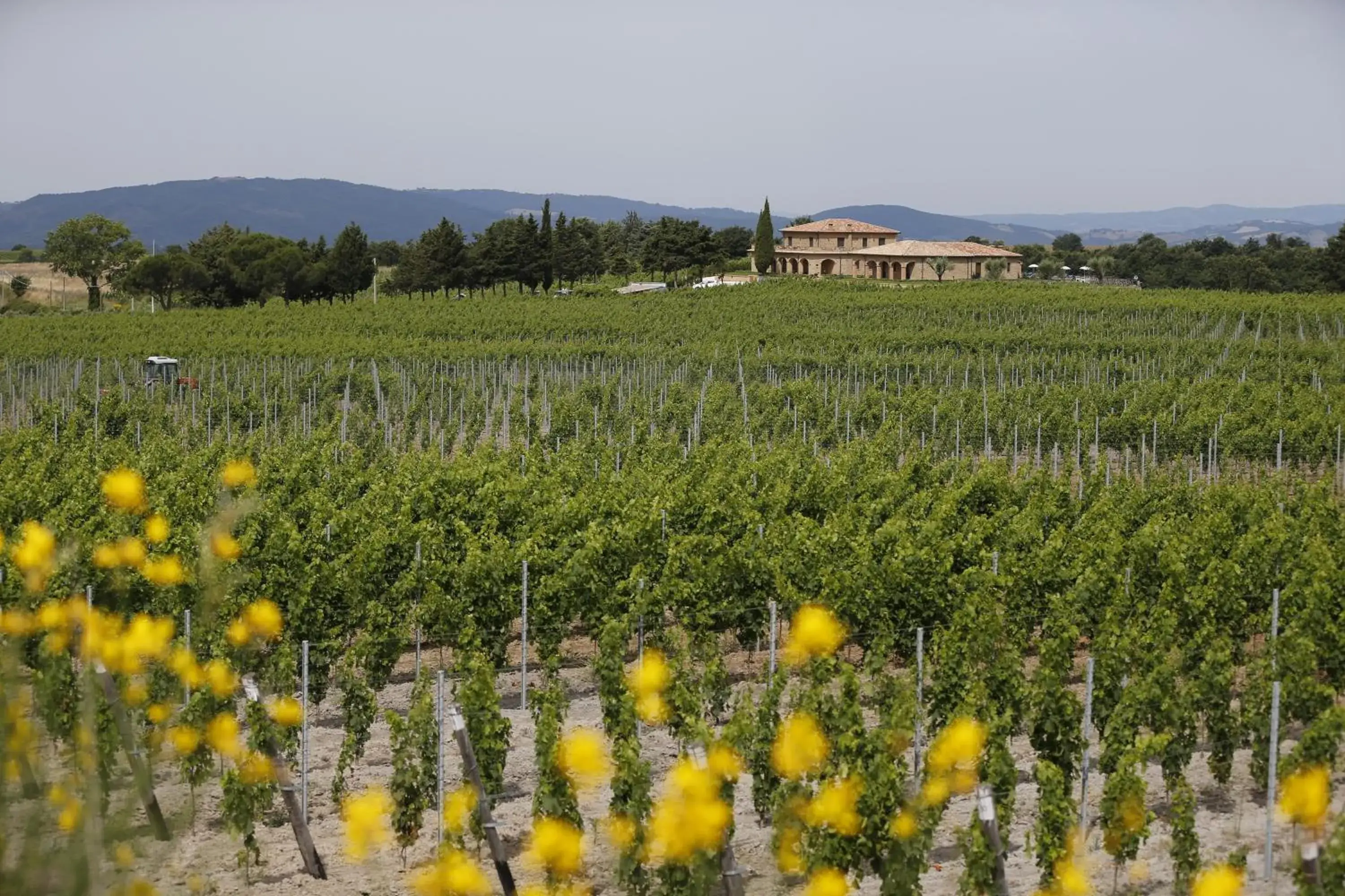 View (from property/room) in Agriturismo Poggio Al Tufo View (from property/room) in Agriturismo Poggio Al Tufo