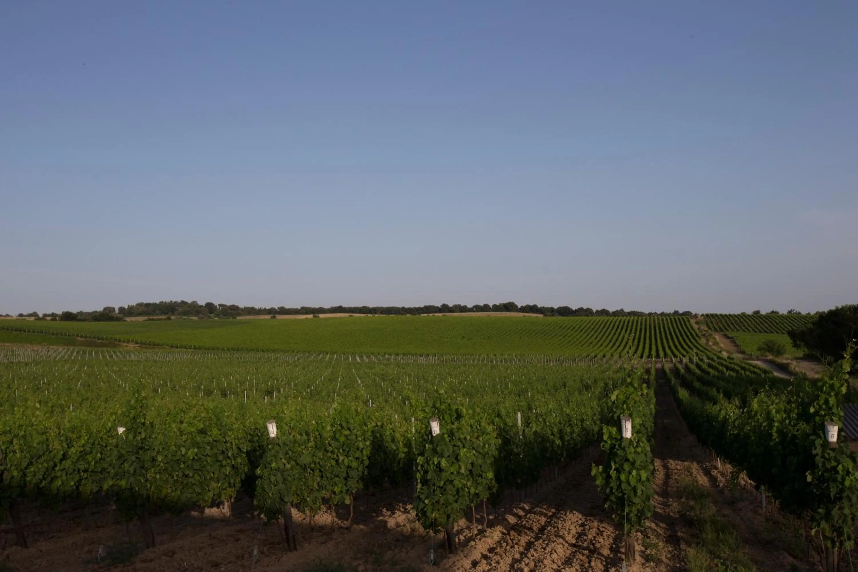 View (from property/room) in Agriturismo Poggio Al Tufo