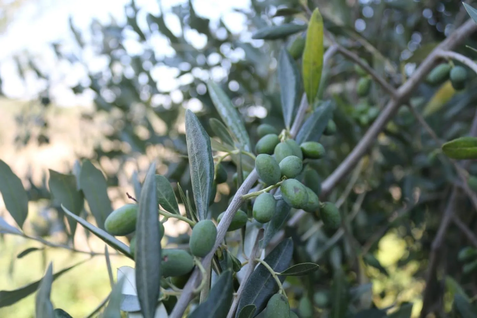 Food close-up in Certine Agriturismo