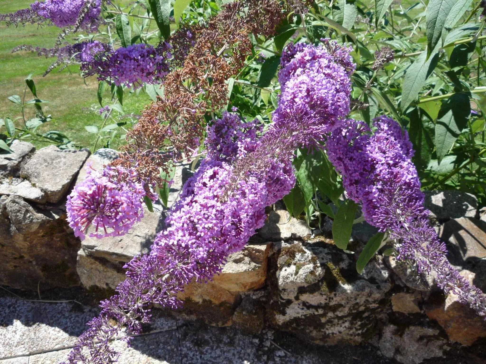Garden, Other Animals in Chambres d'Hôtes La Chouette