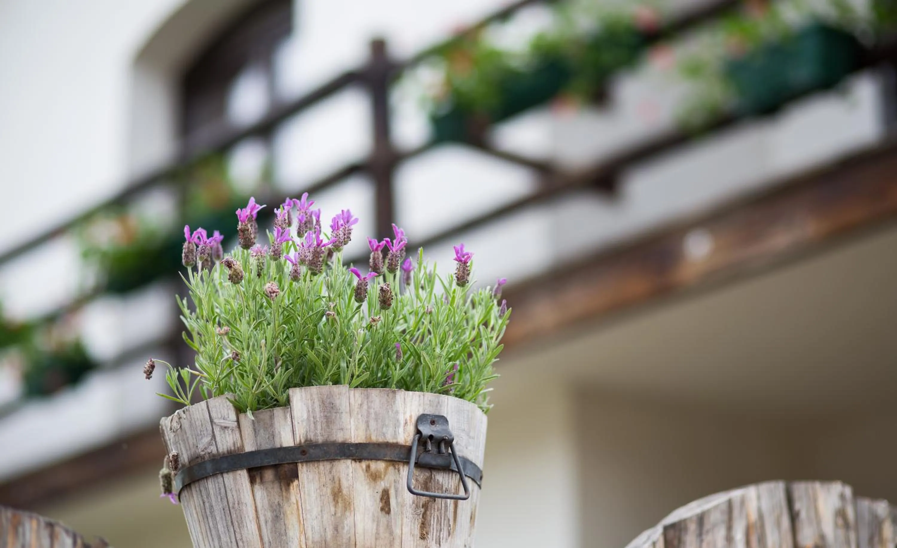 Balcony/Terrace in Casa Mosului - Transfăgărășan Bed & Breakfast