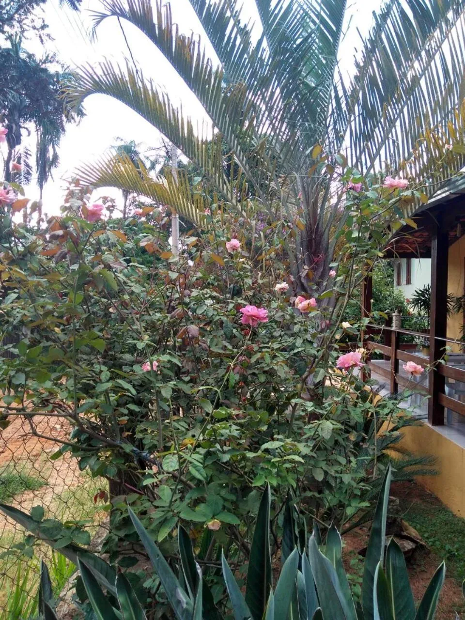Garden in Pousada Licuri