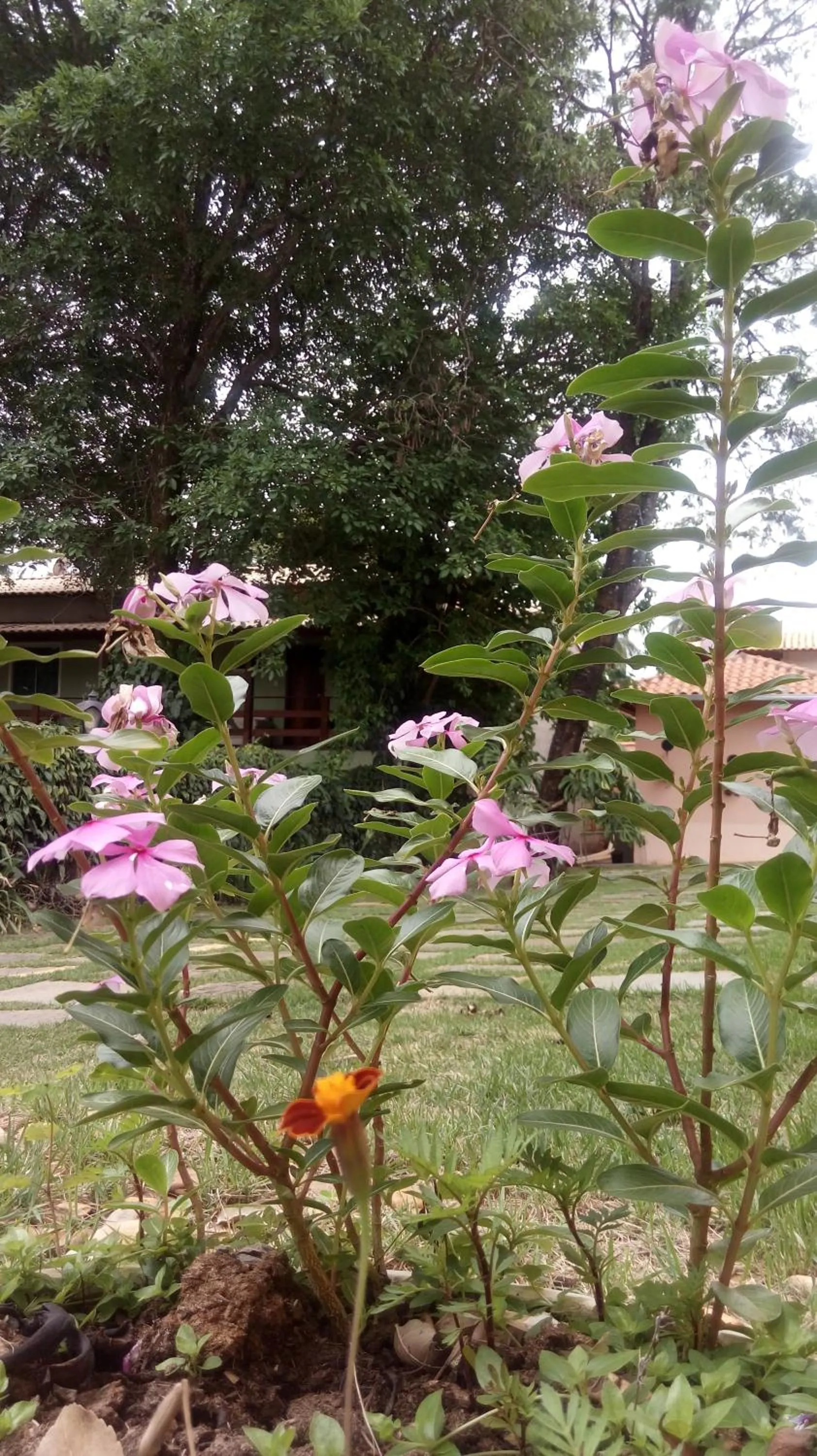 Garden in Pousada Licuri