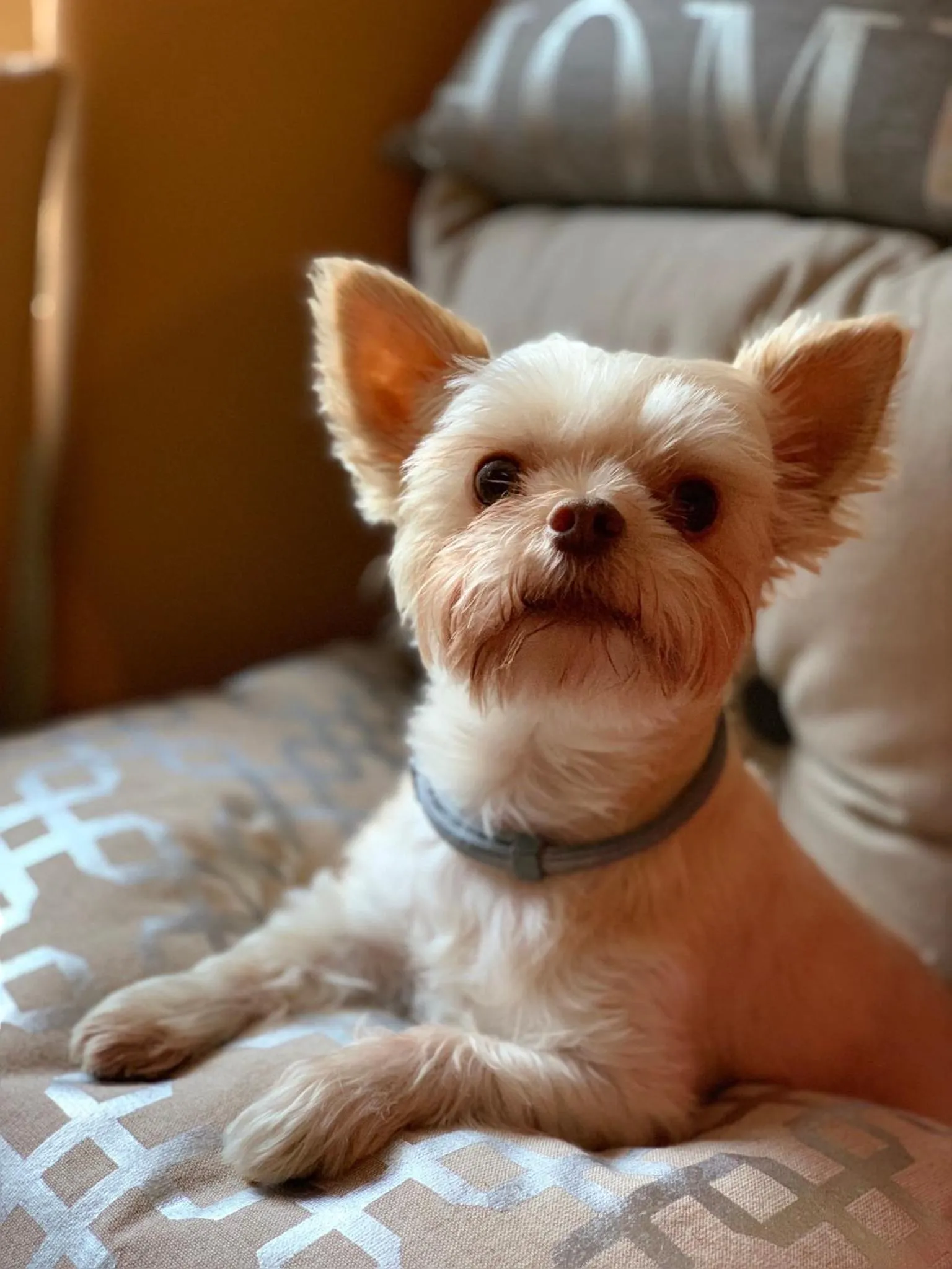 Pets in Hotel Wegner - T h e culinary art hotel