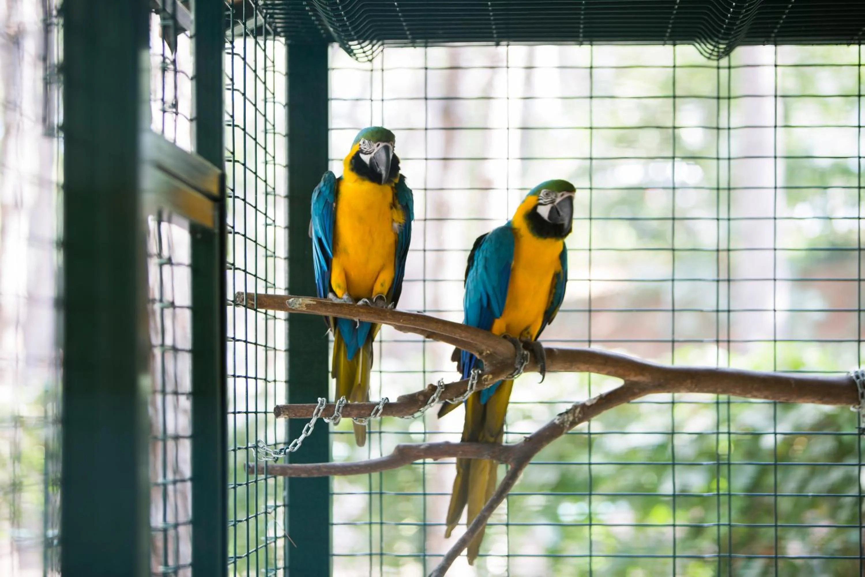 Pets in Bellis Deluxe Hotel & Heated for Winter Aqua Park