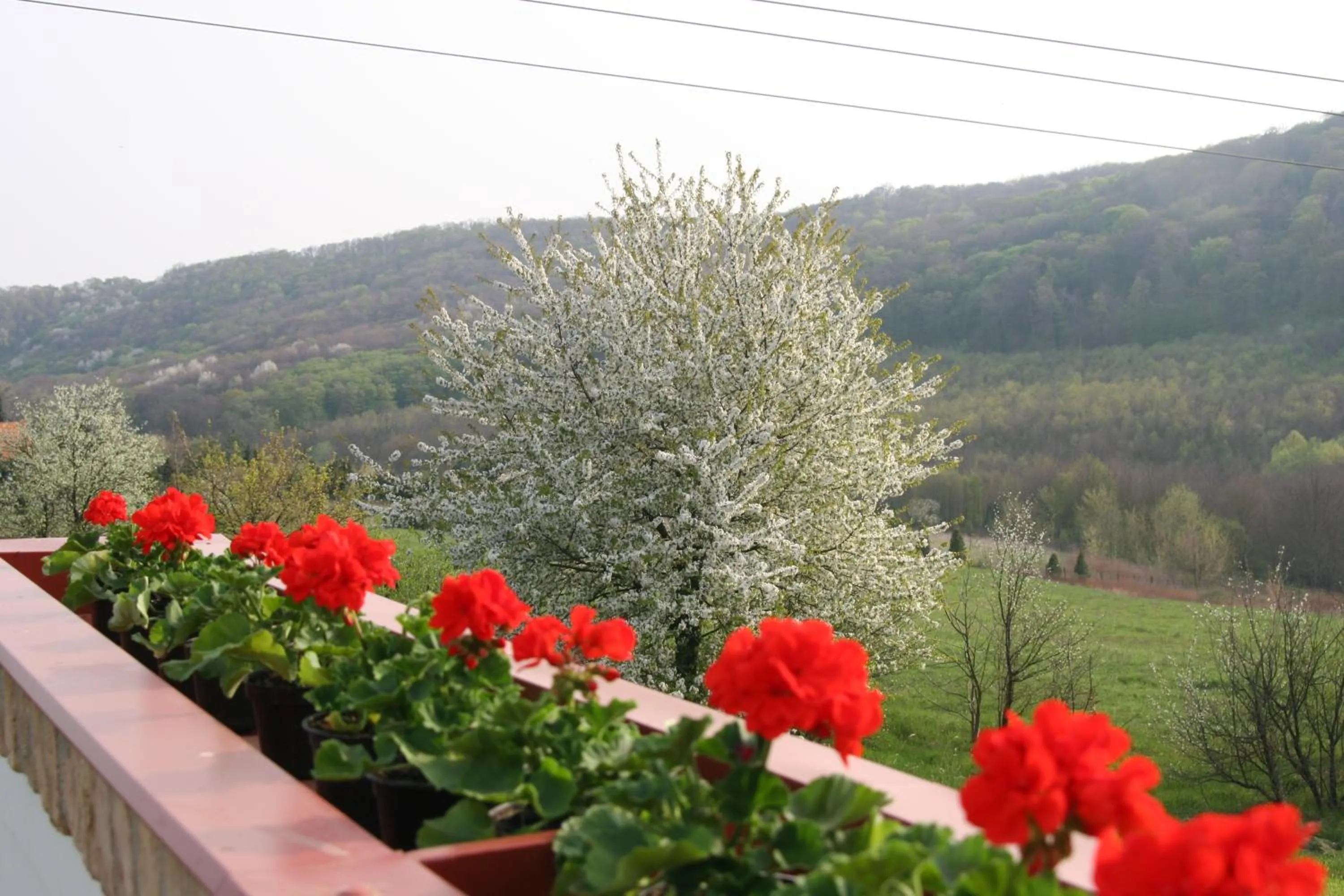 Spring in Pálos Resort