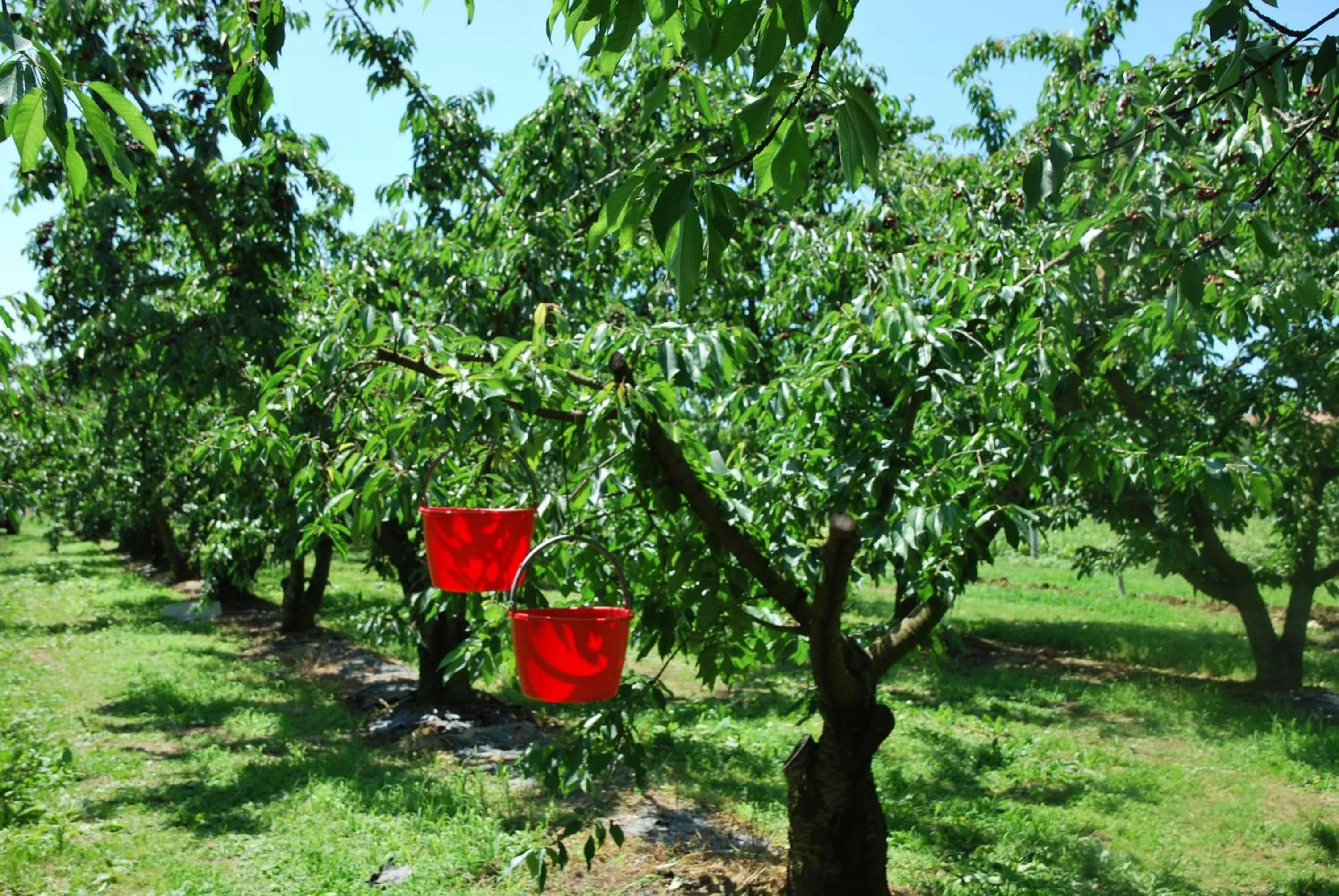 Garden in Agriturismo Terra E Sole