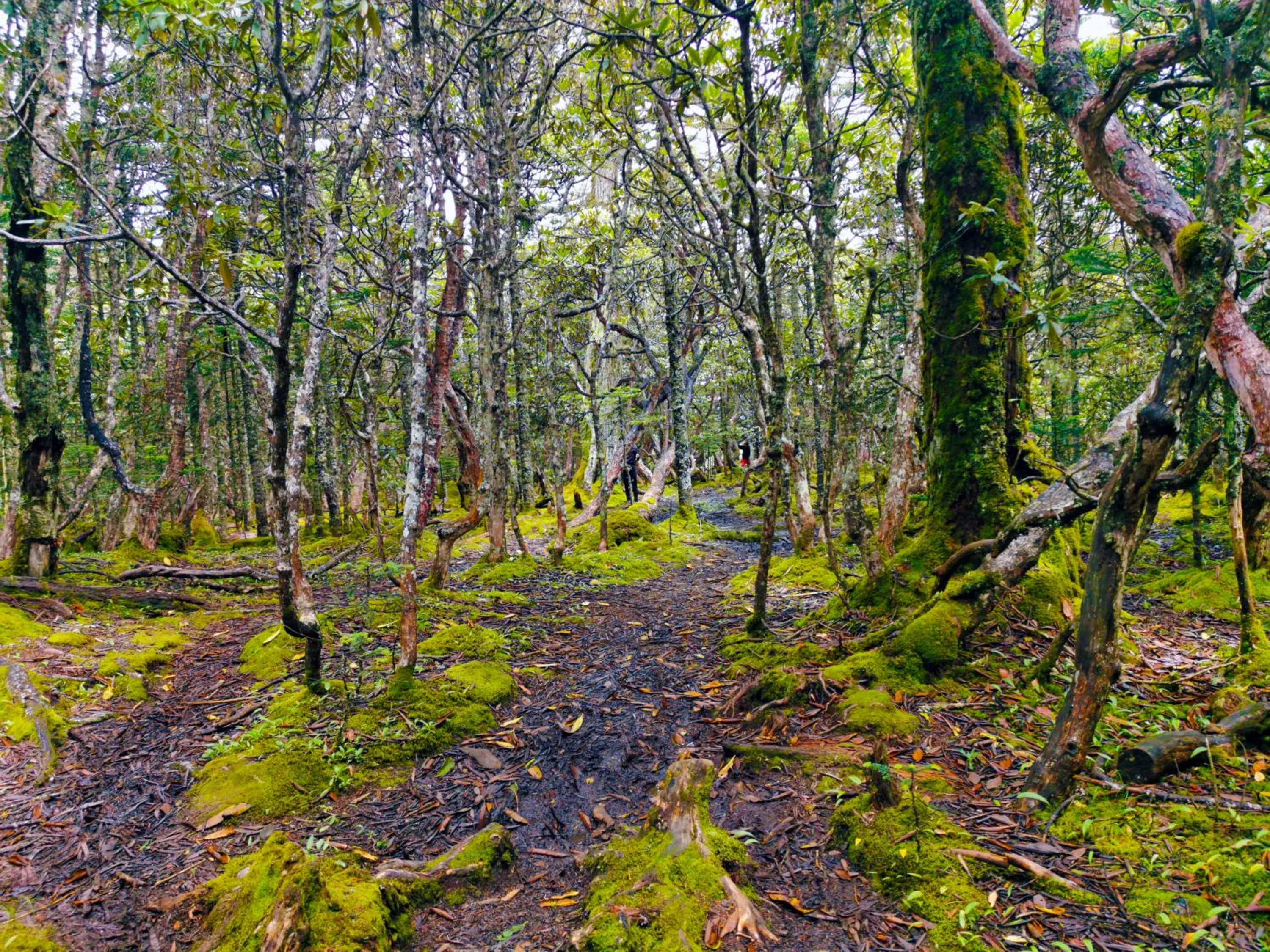 Hiking in Arro Khampa By Zinc Journey Shangri-la
