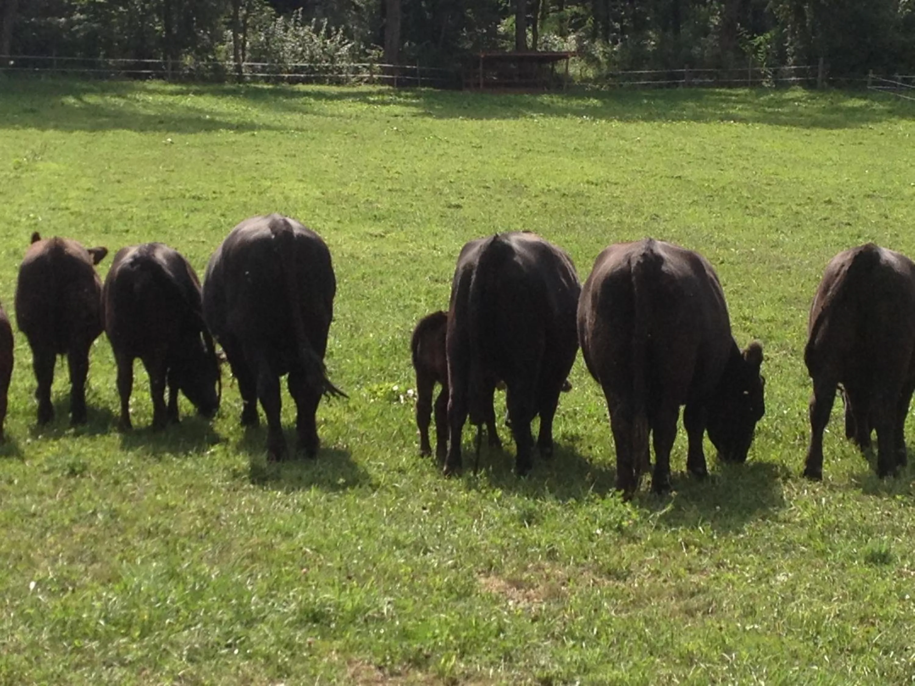 Animals in Casa Anna