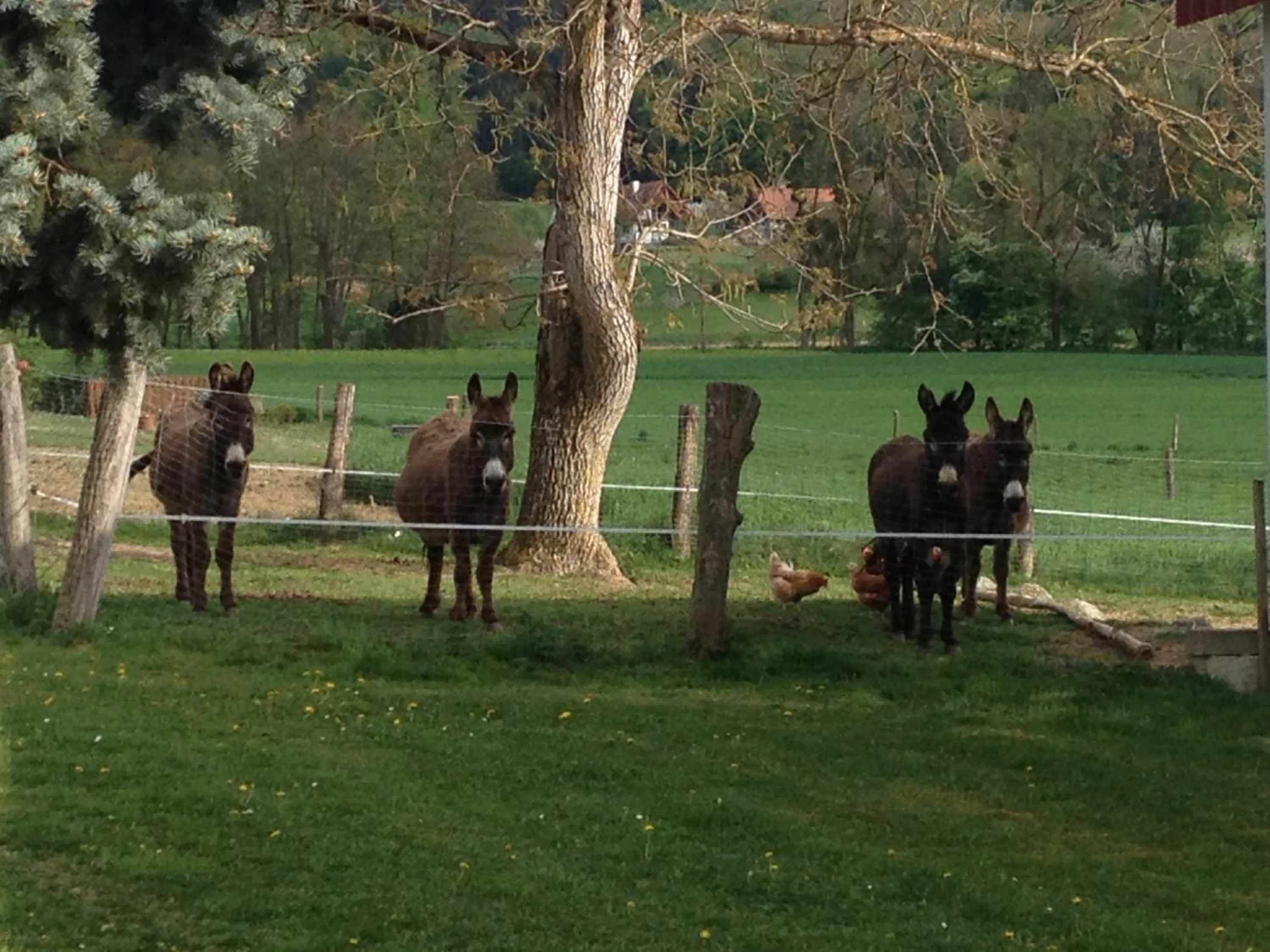 Animals in Casa Anna