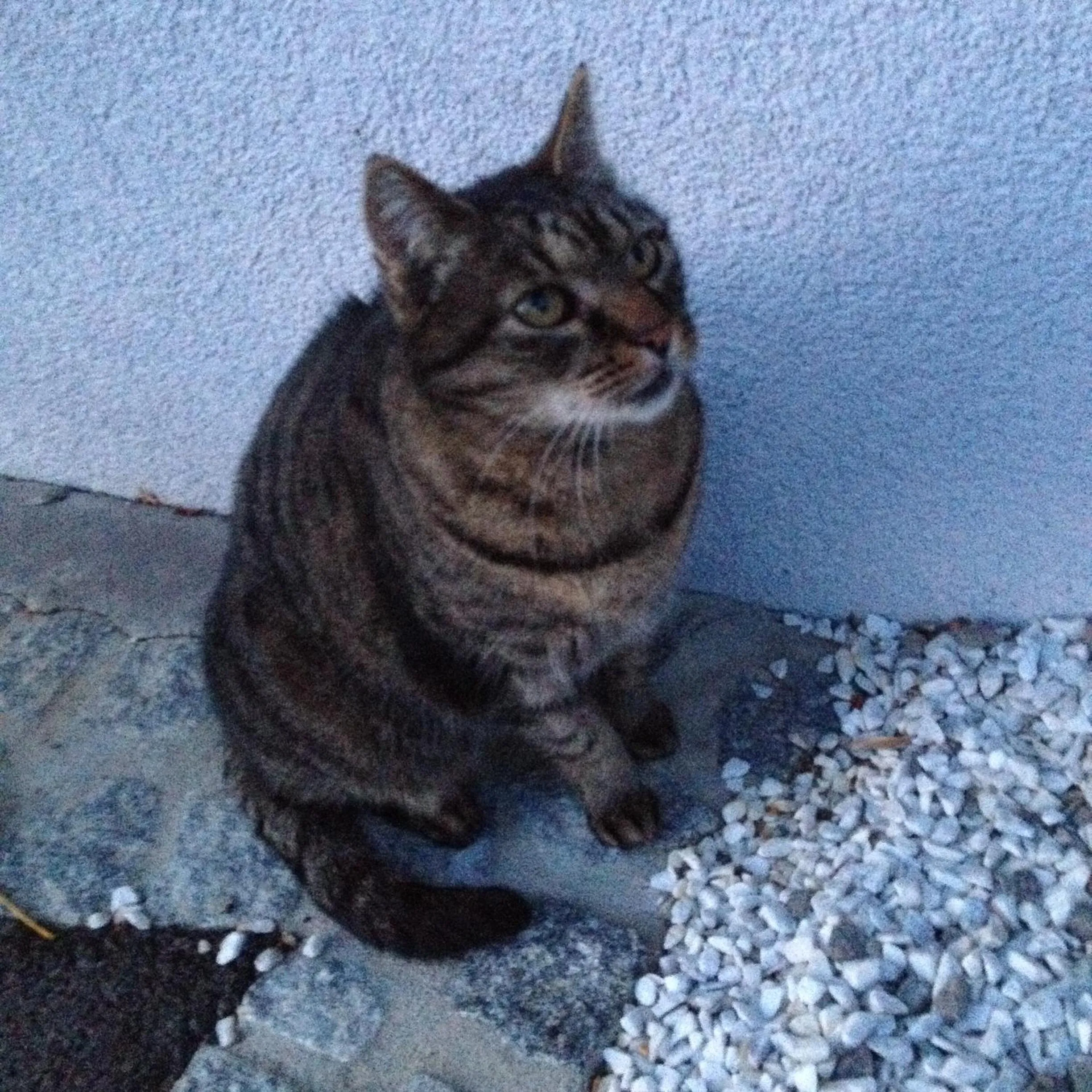 Pets in Casa Anna