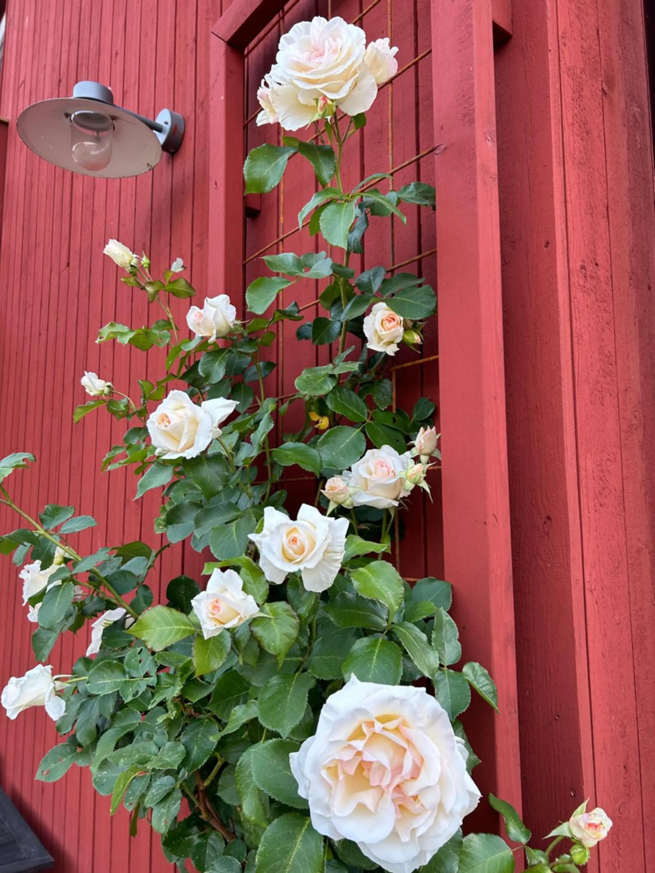 Garden in Halmstad Gårdshotell