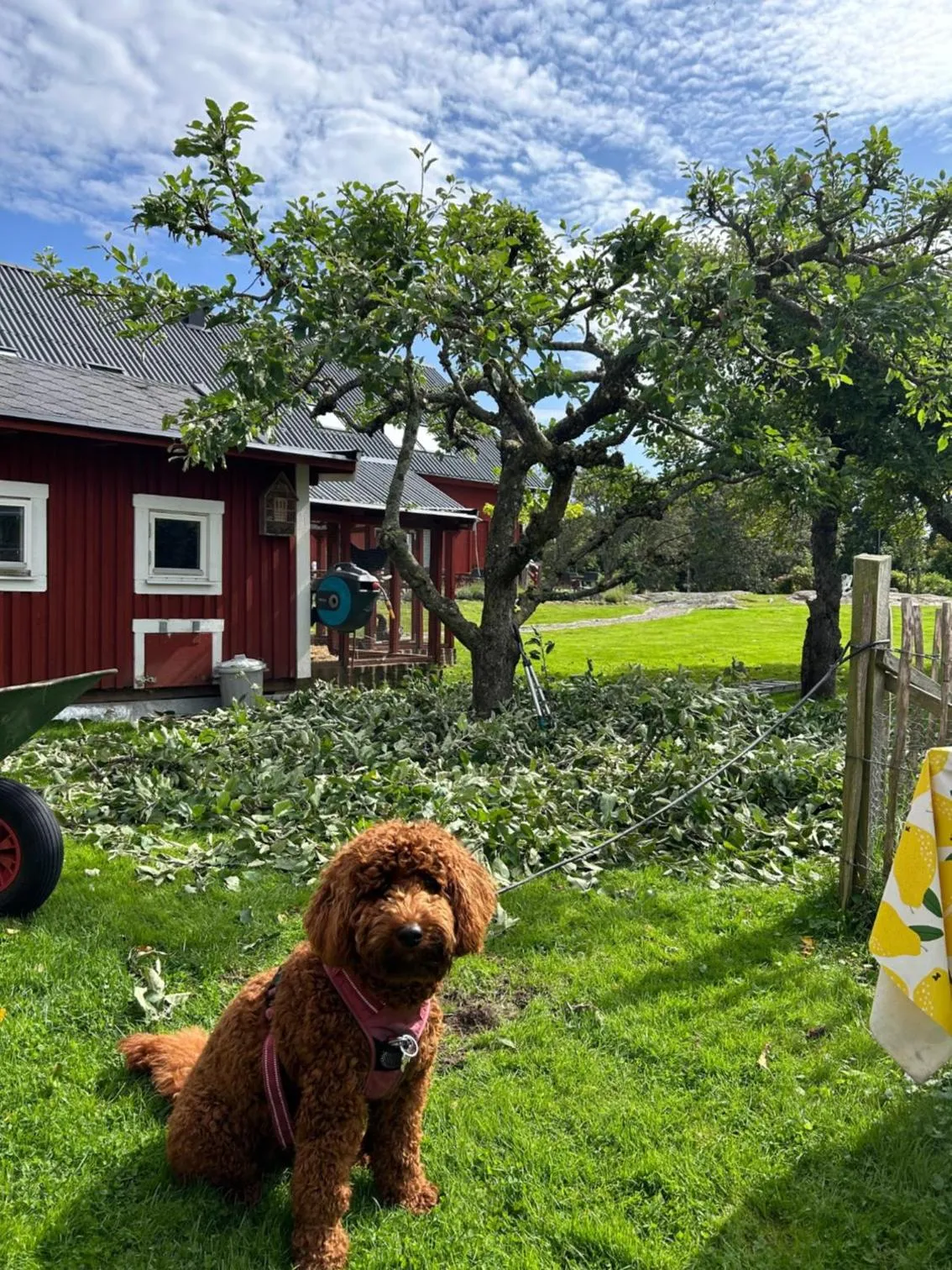 Garden in Halmstad Gårdshotell