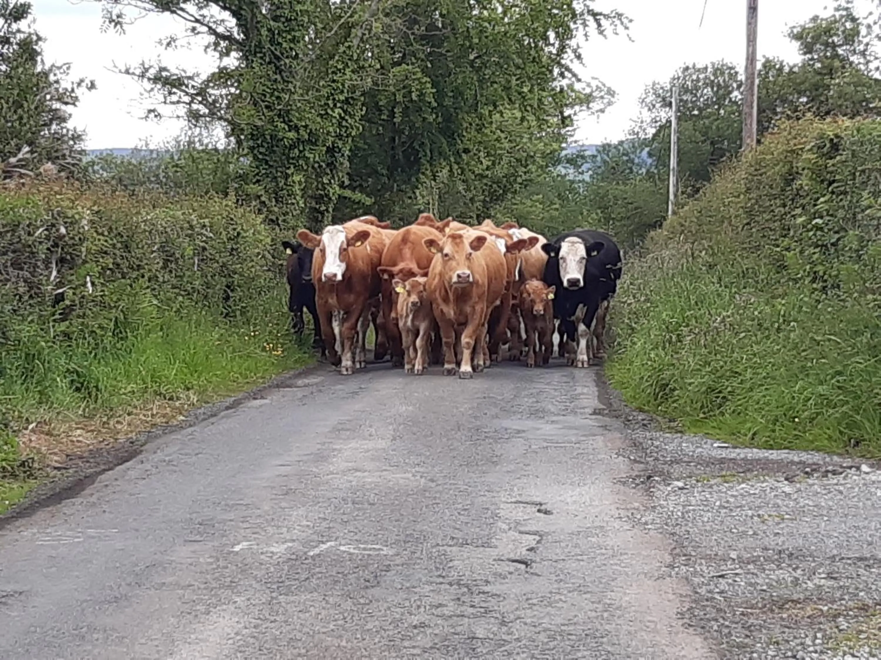 Animals in Arch House