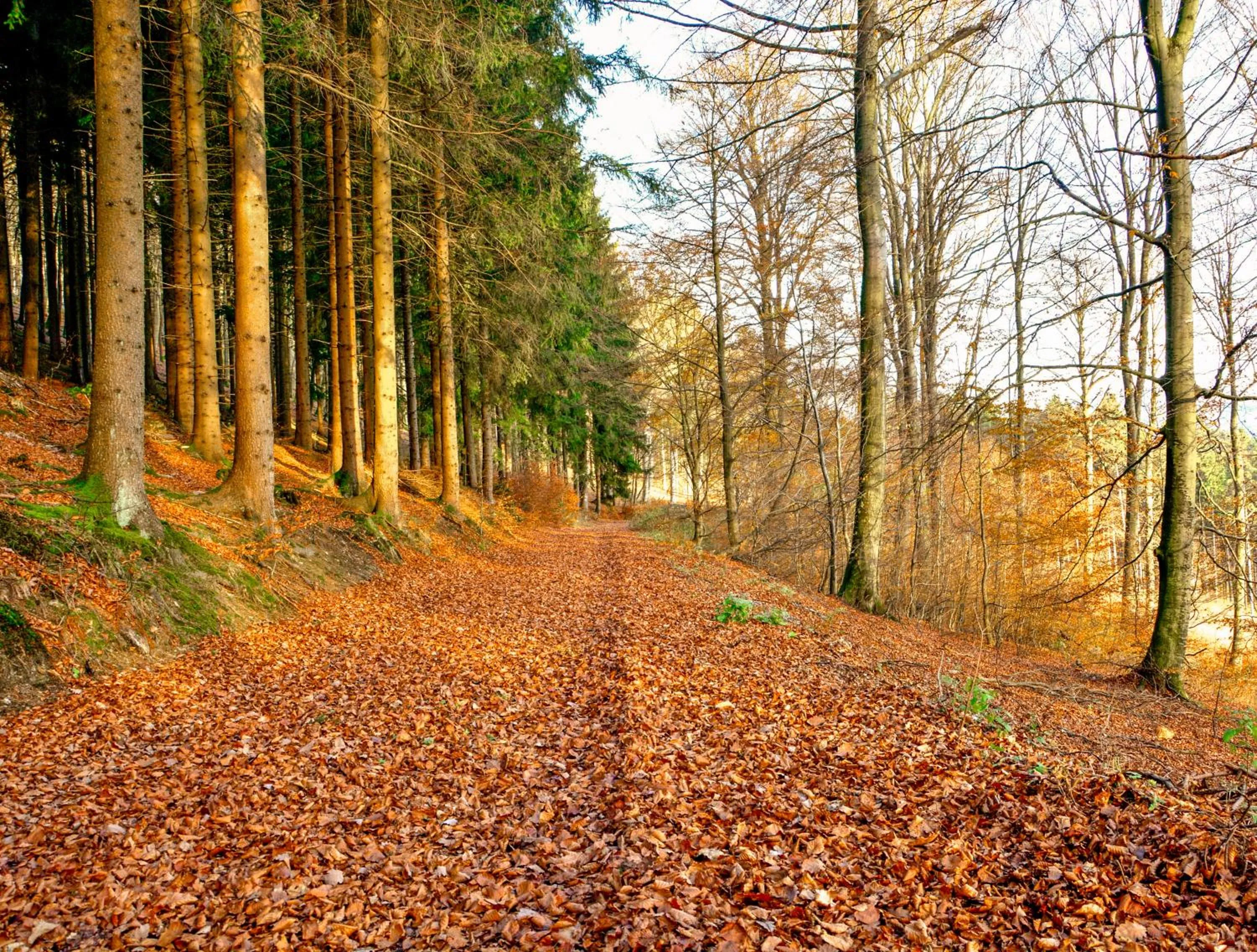 Hotel Winterberg Resort