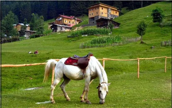 Other in Kackar Resort Hotel