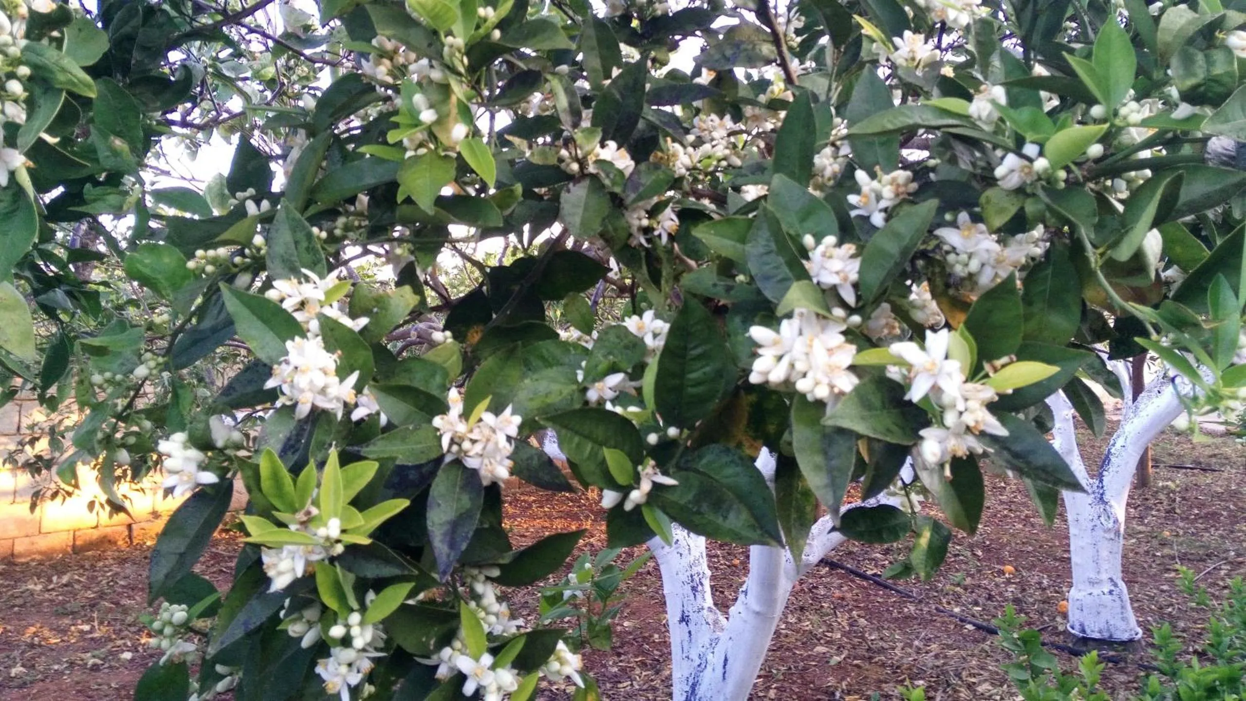 Garden in Zagara di Sicilia