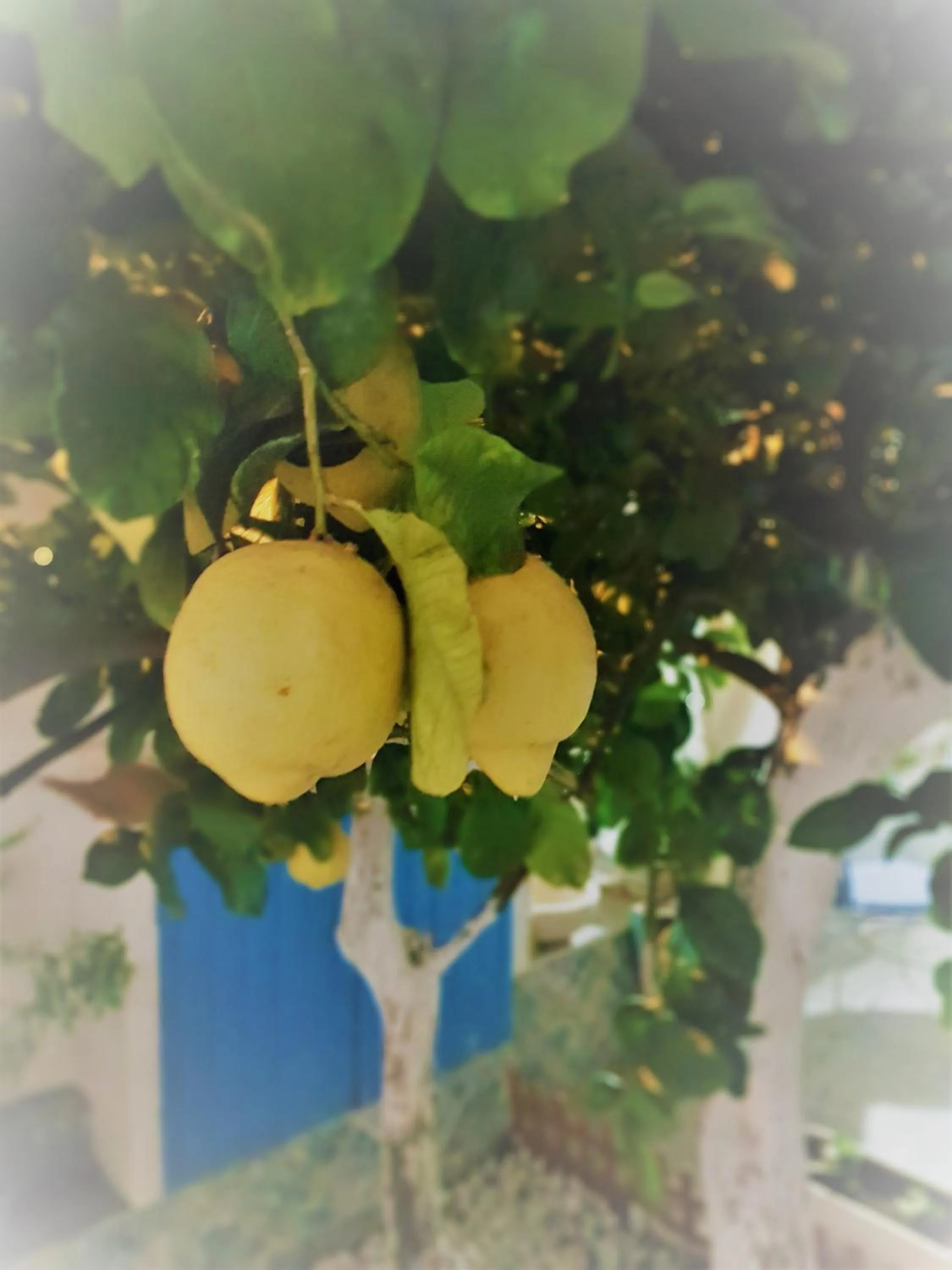 Garden in B&B Gi & Giò