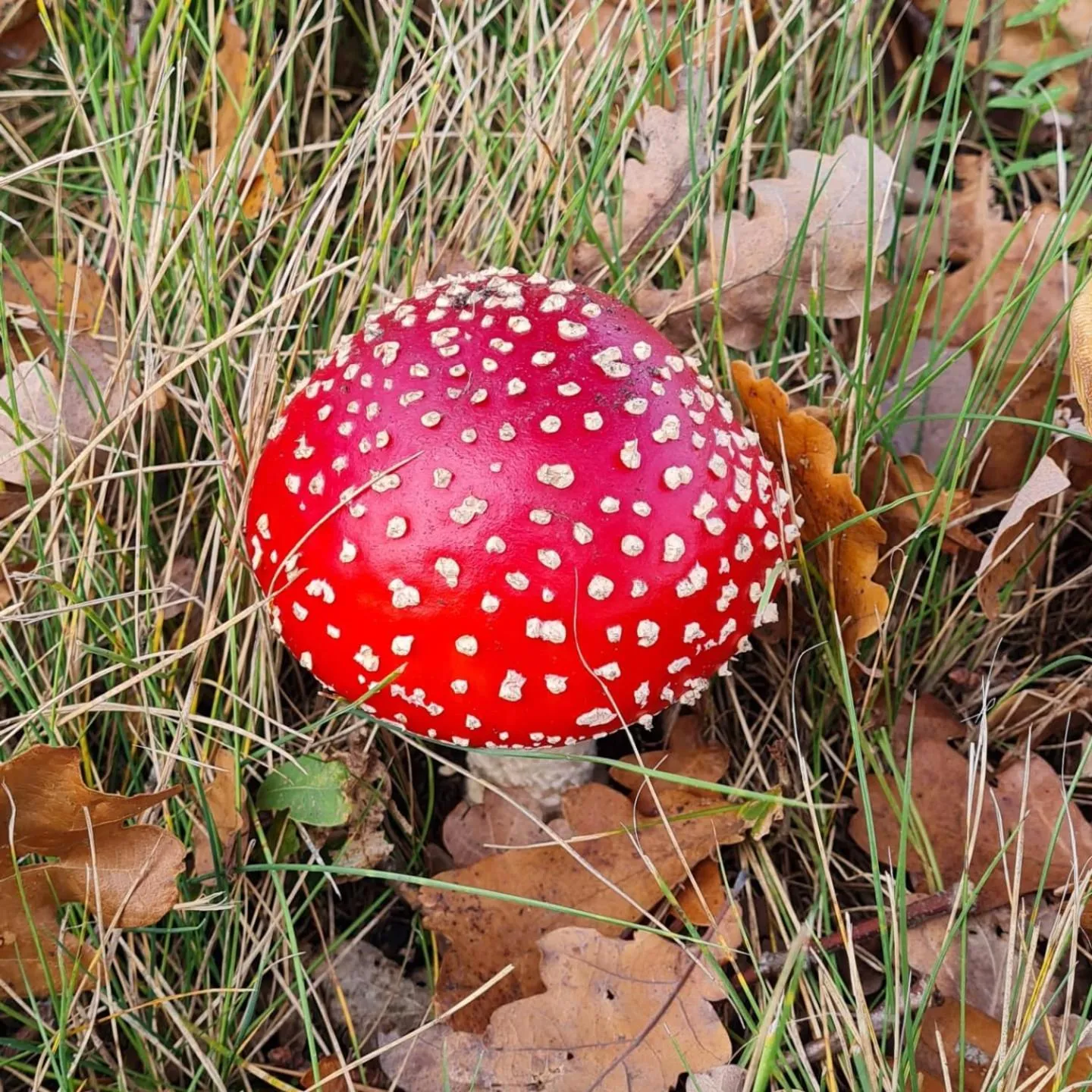 Natural landscape in B&B en vakantiehuis Helene Hoeve