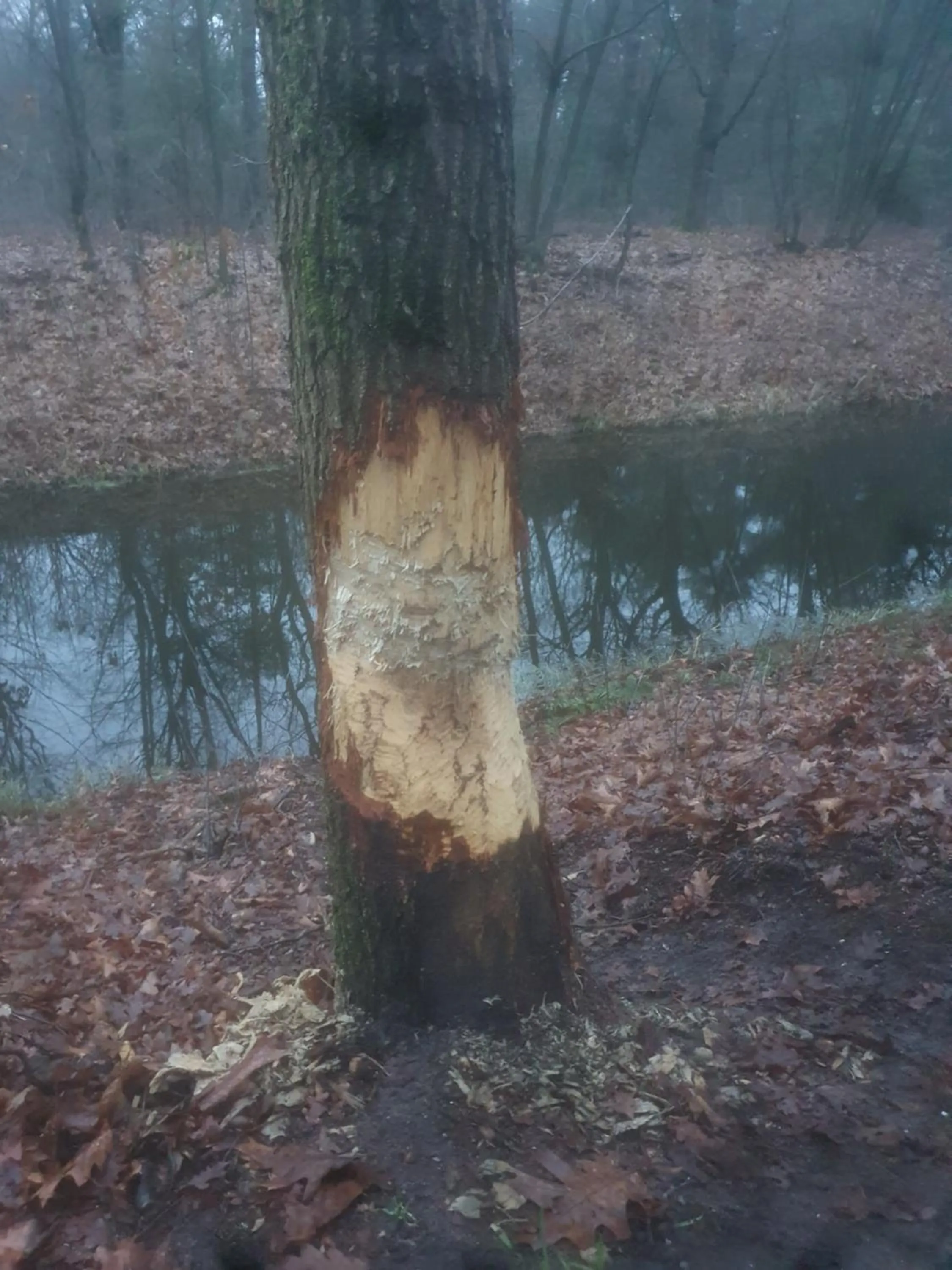 Natural landscape in B&B en vakantiehuis Helene Hoeve