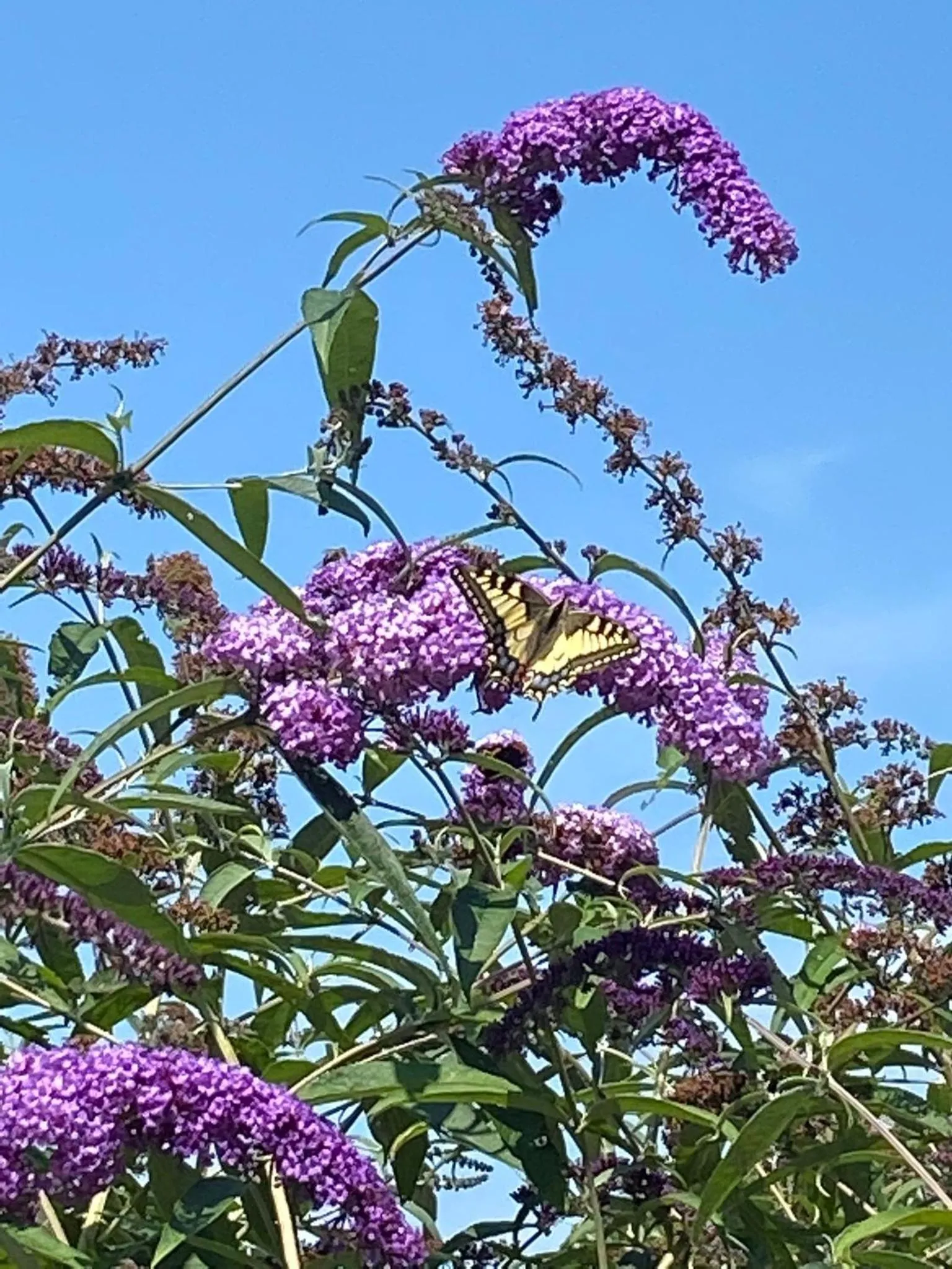 Day in B&B en vakantiehuis Helene Hoeve