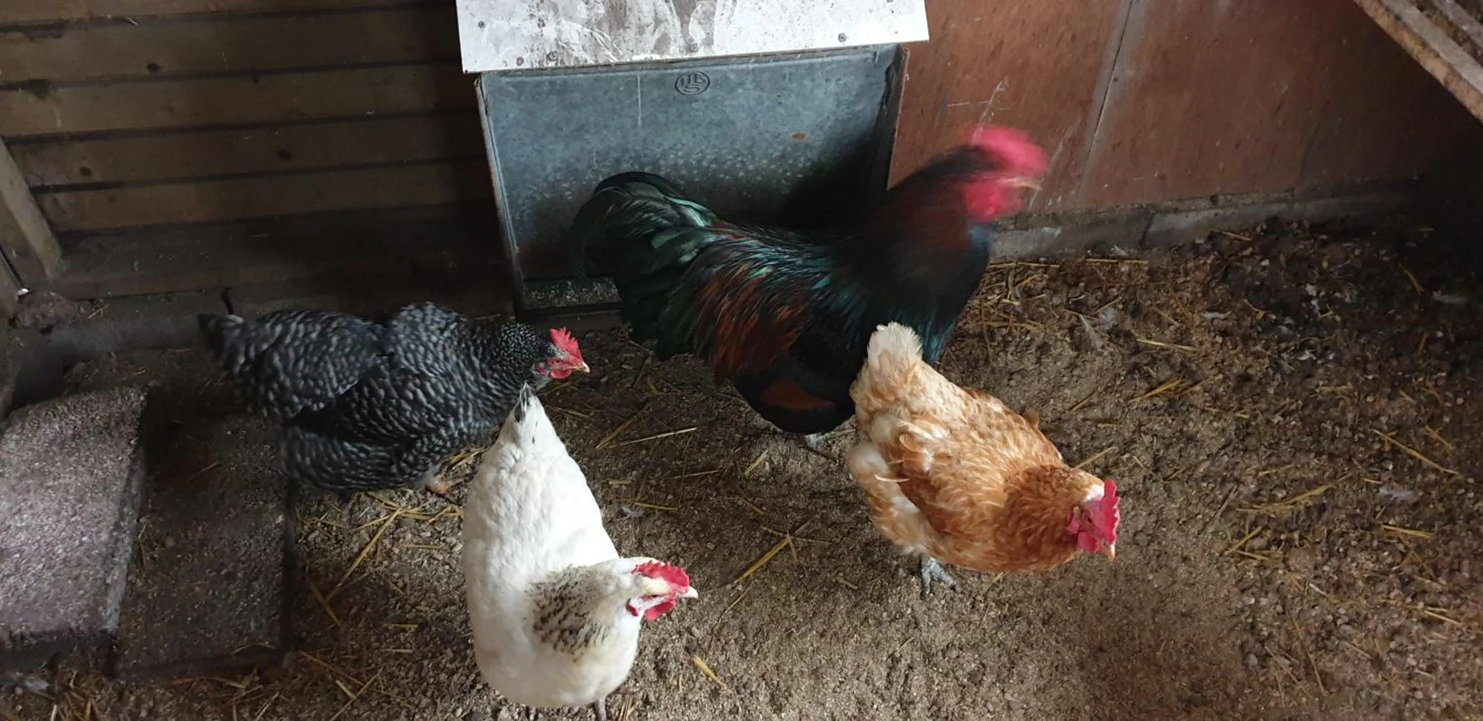 Animals in B&B en vakantiehuis Helene Hoeve