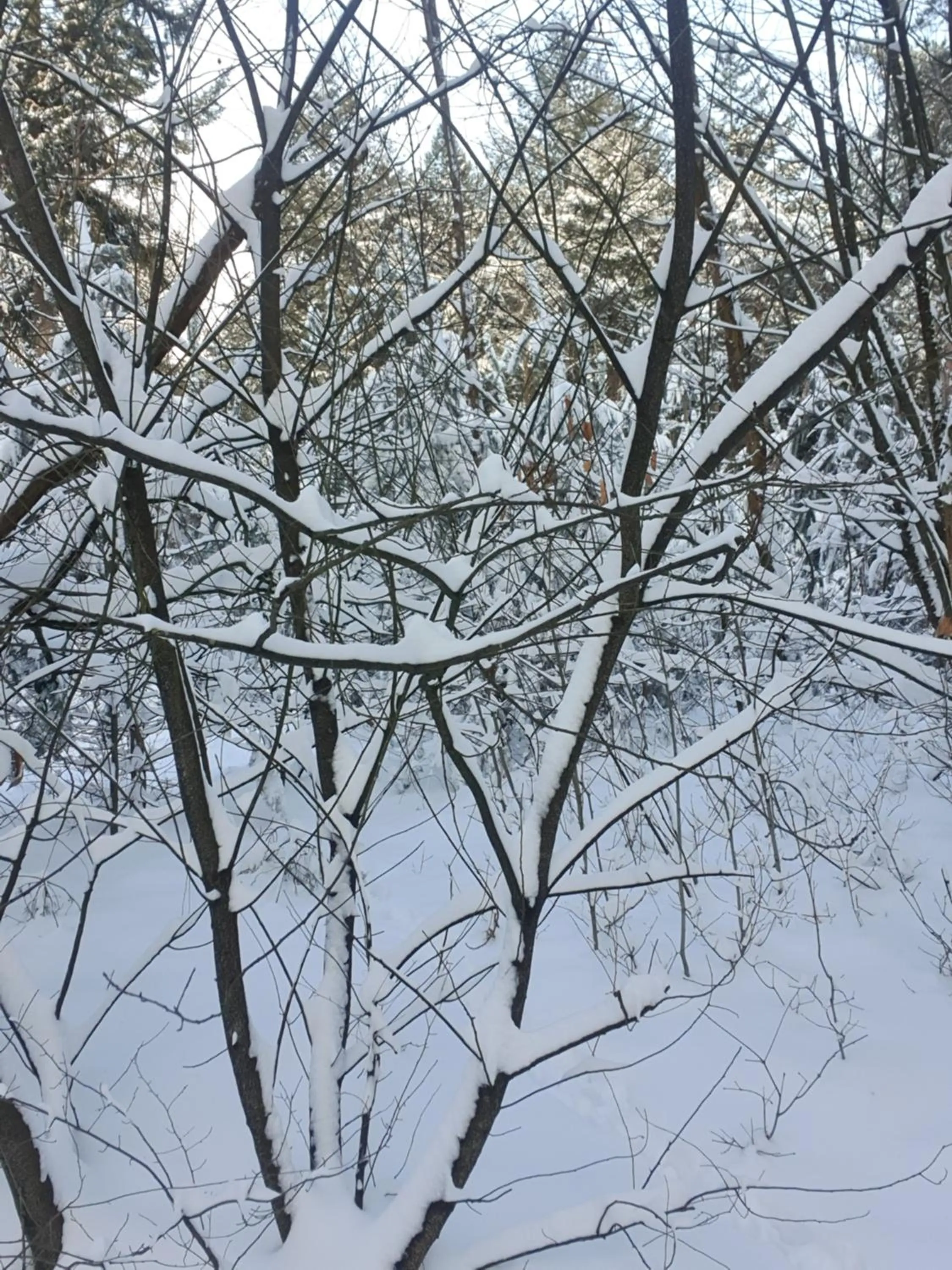 Natural landscape in B&B en vakantiehuis Helene Hoeve