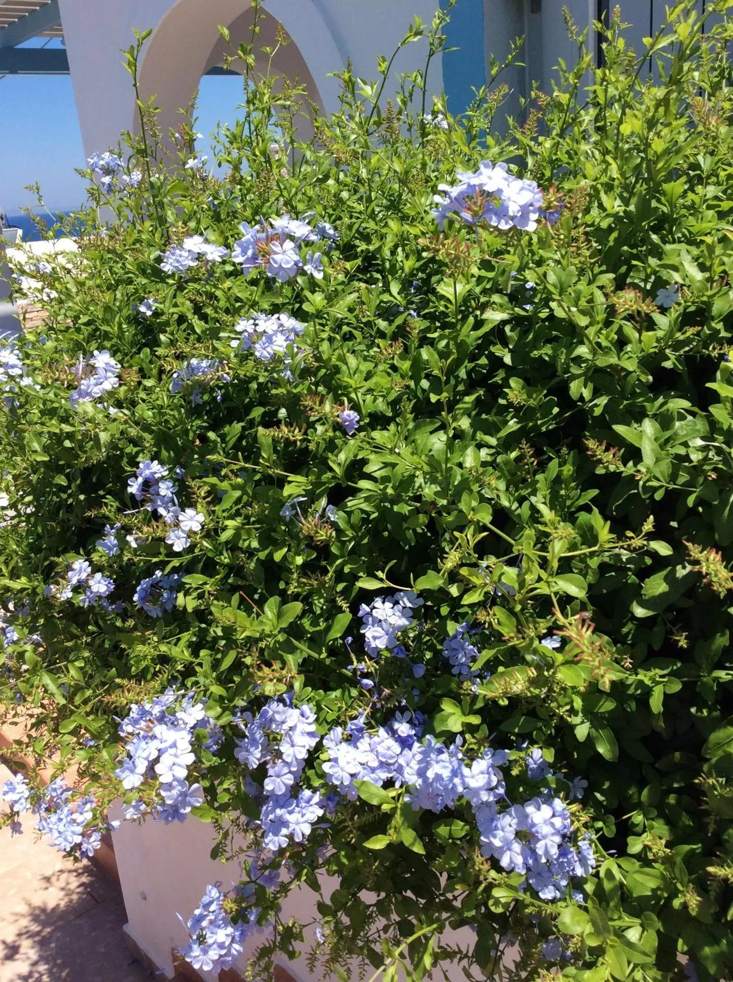 Garden view in Katerina Apartments & Studios