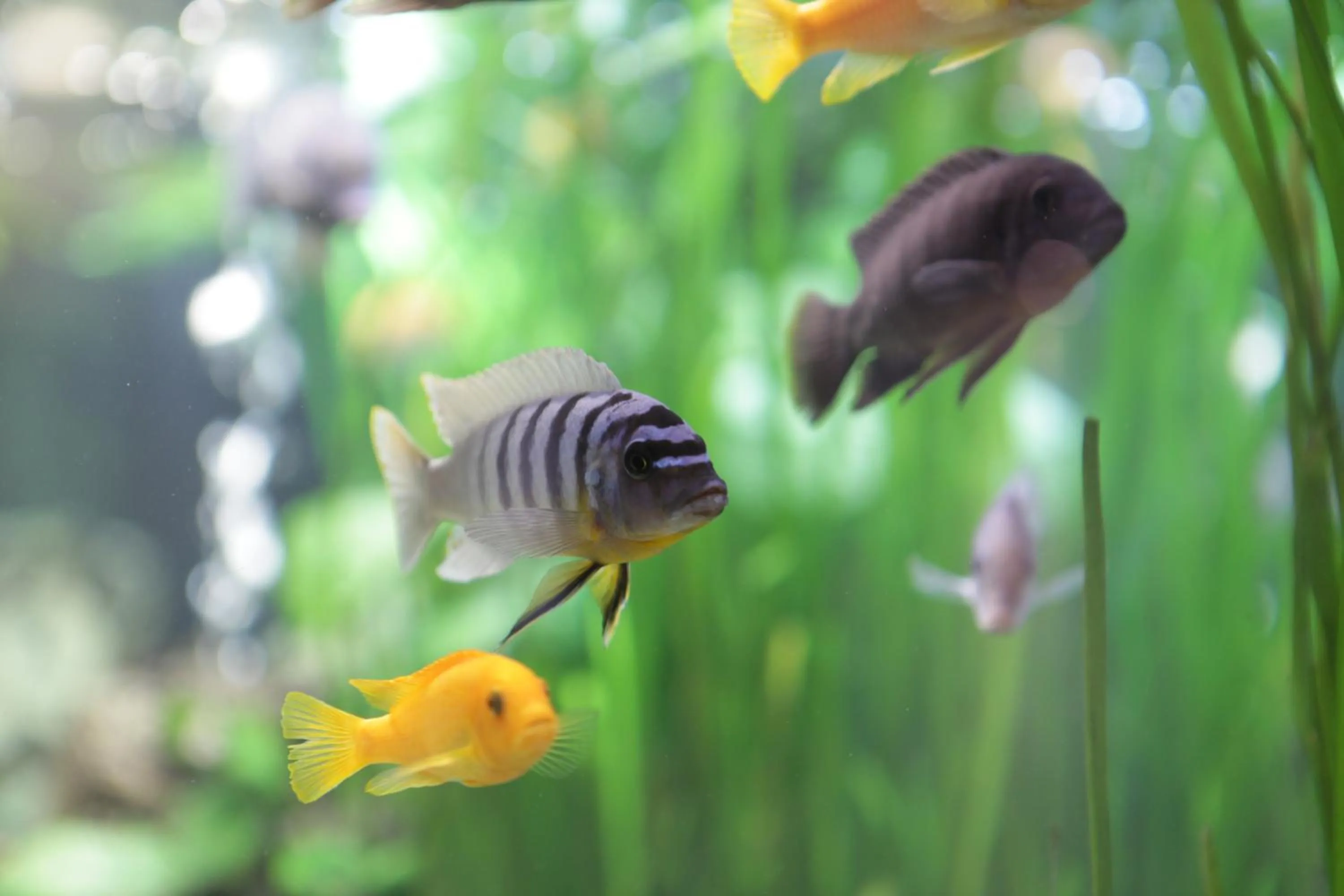 Animals in Stadthotel Kassel