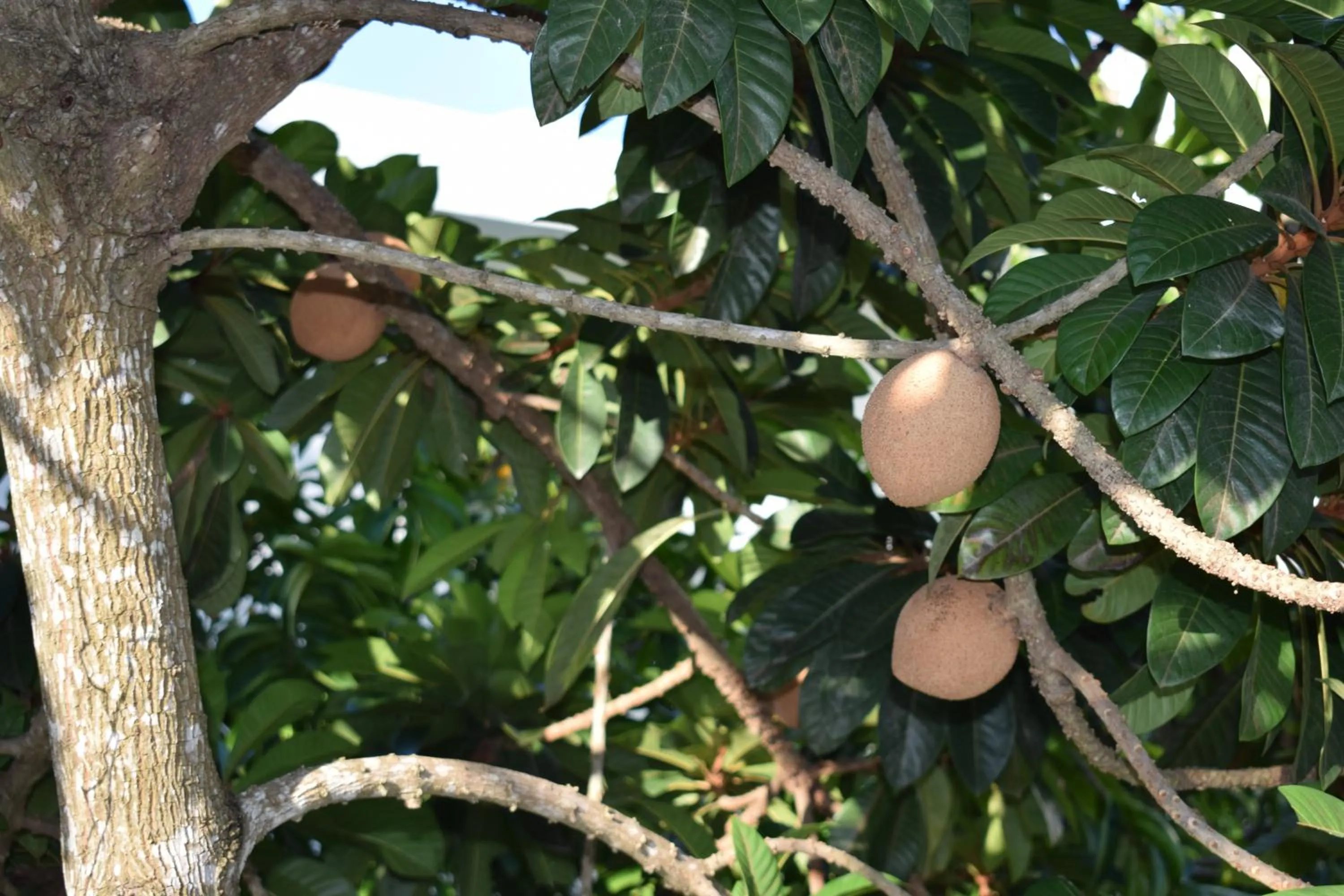 Garden in Mansion Giahn Bed & Breakfast