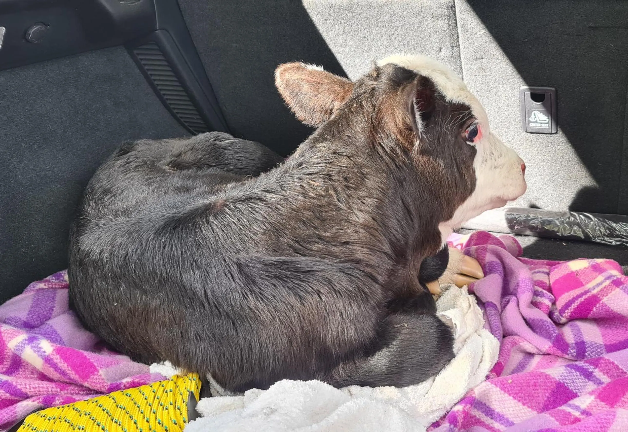 Animals in Halls Haven Holiday Units