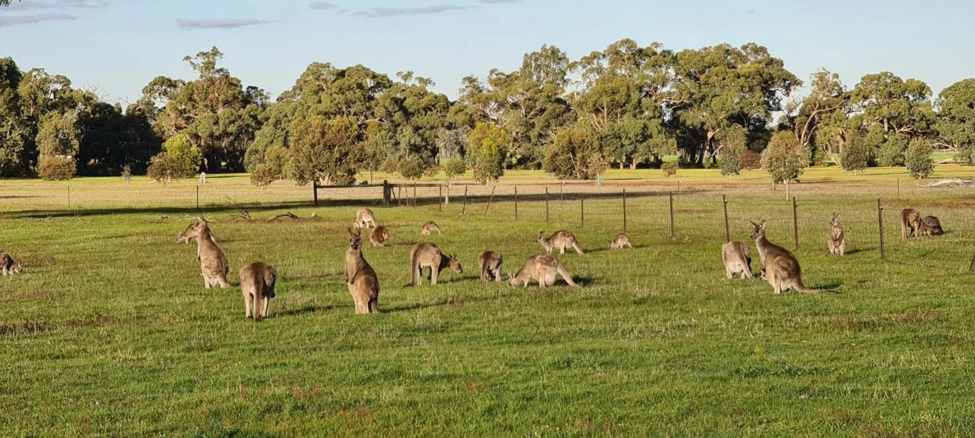 Animals in Halls Haven Holiday Units