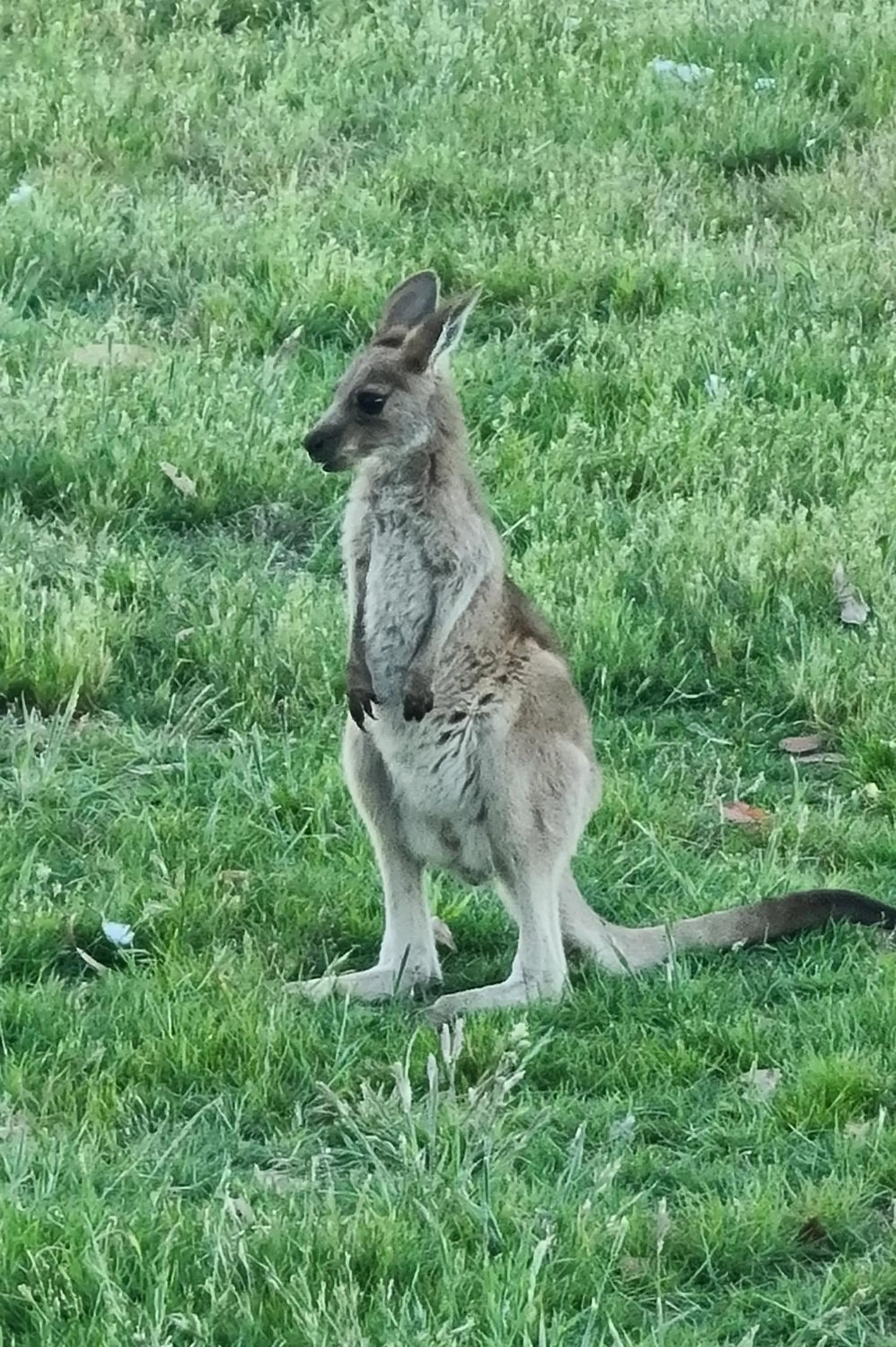 Animals in Halls Haven Holiday Units