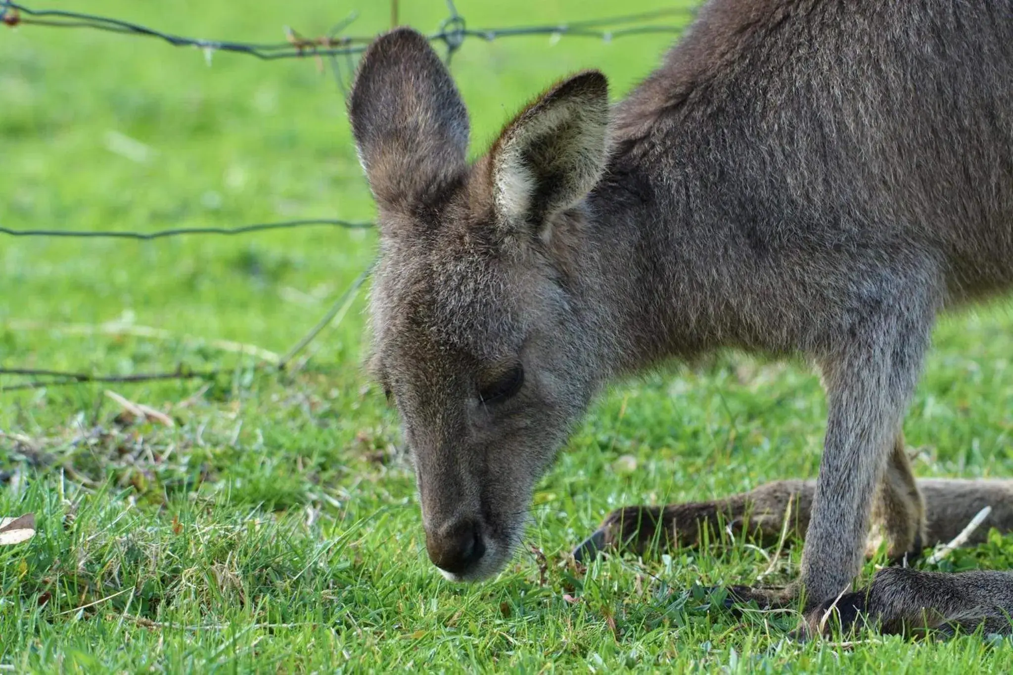 Animals in Halls Haven Holiday Units Animals in Halls Haven Holiday Units