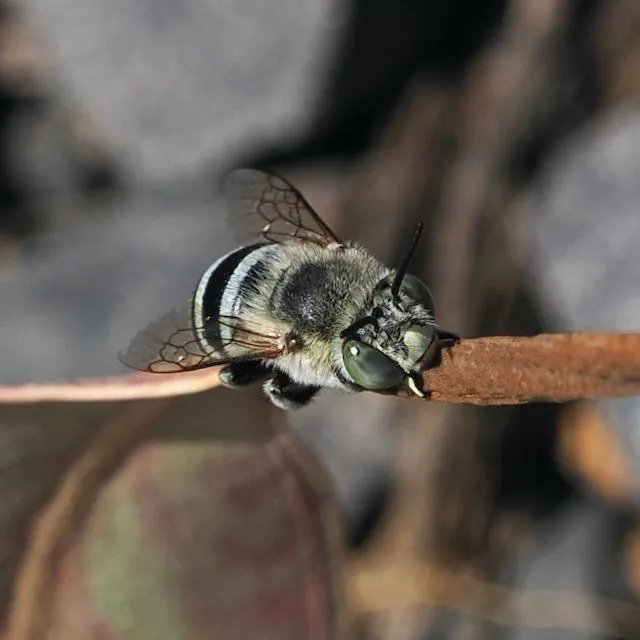 Animals in Halls Haven Holiday Units