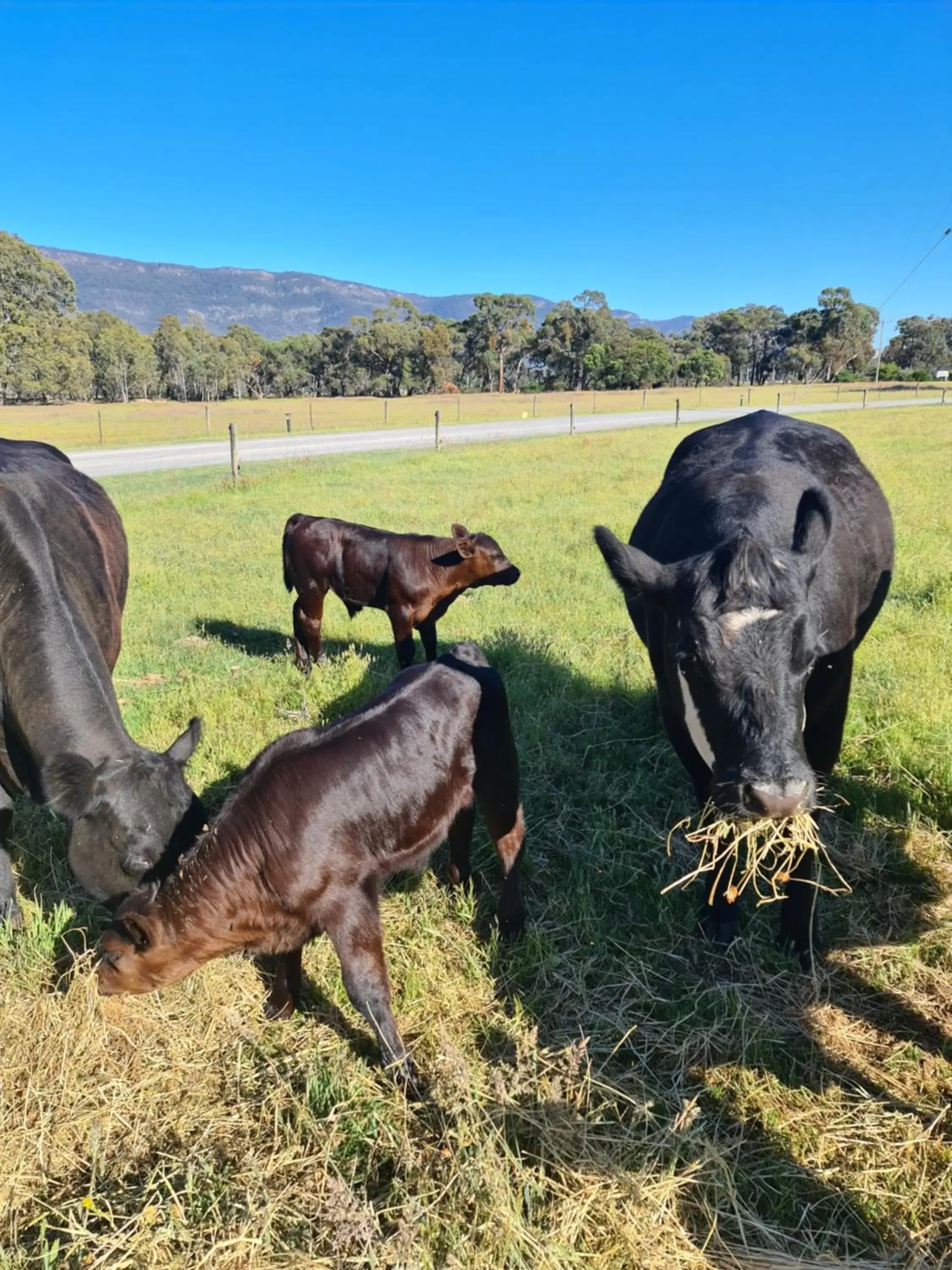 Animals in Halls Haven Holiday Units Animals in Halls Haven Holiday Units