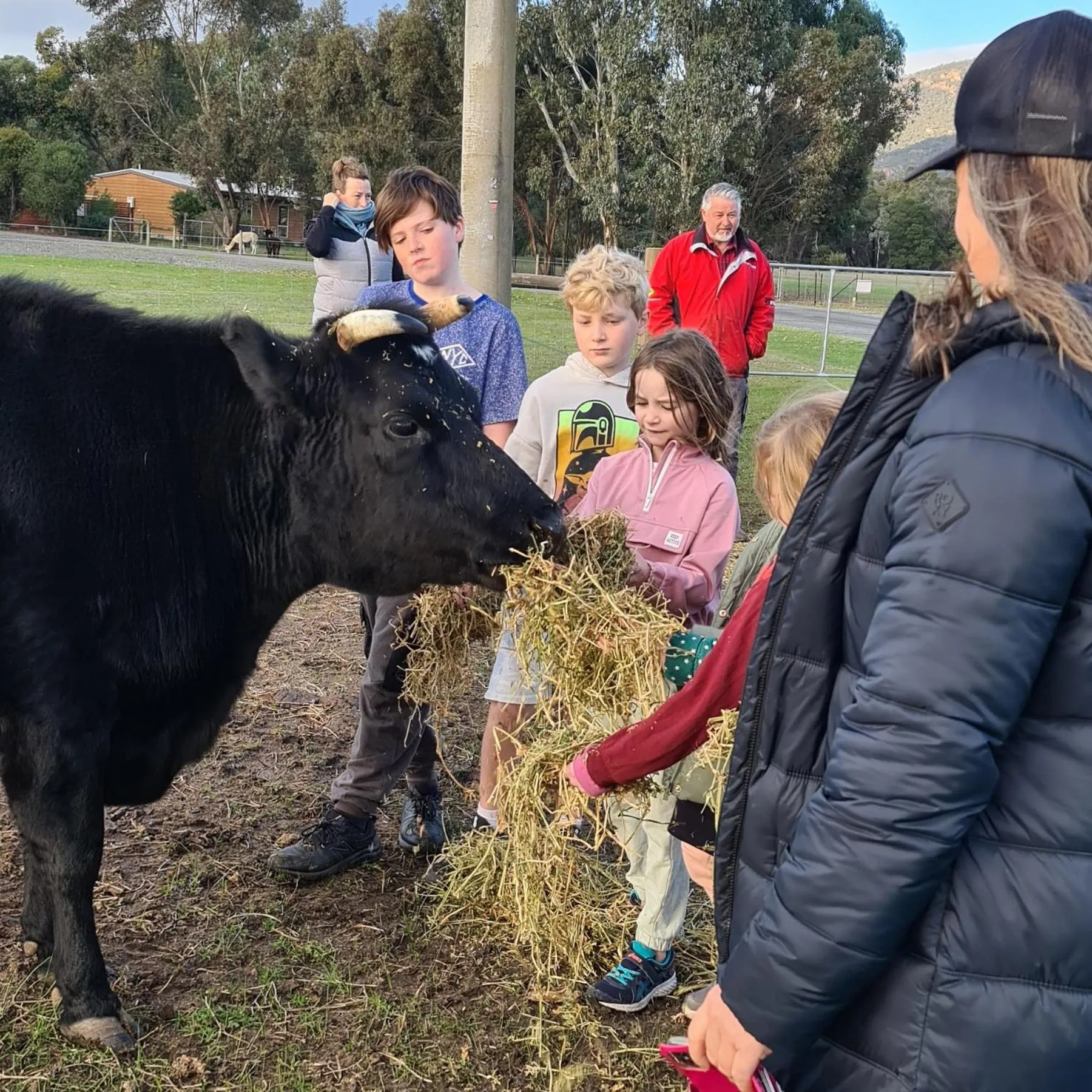 Animals in Halls Haven Holiday Units