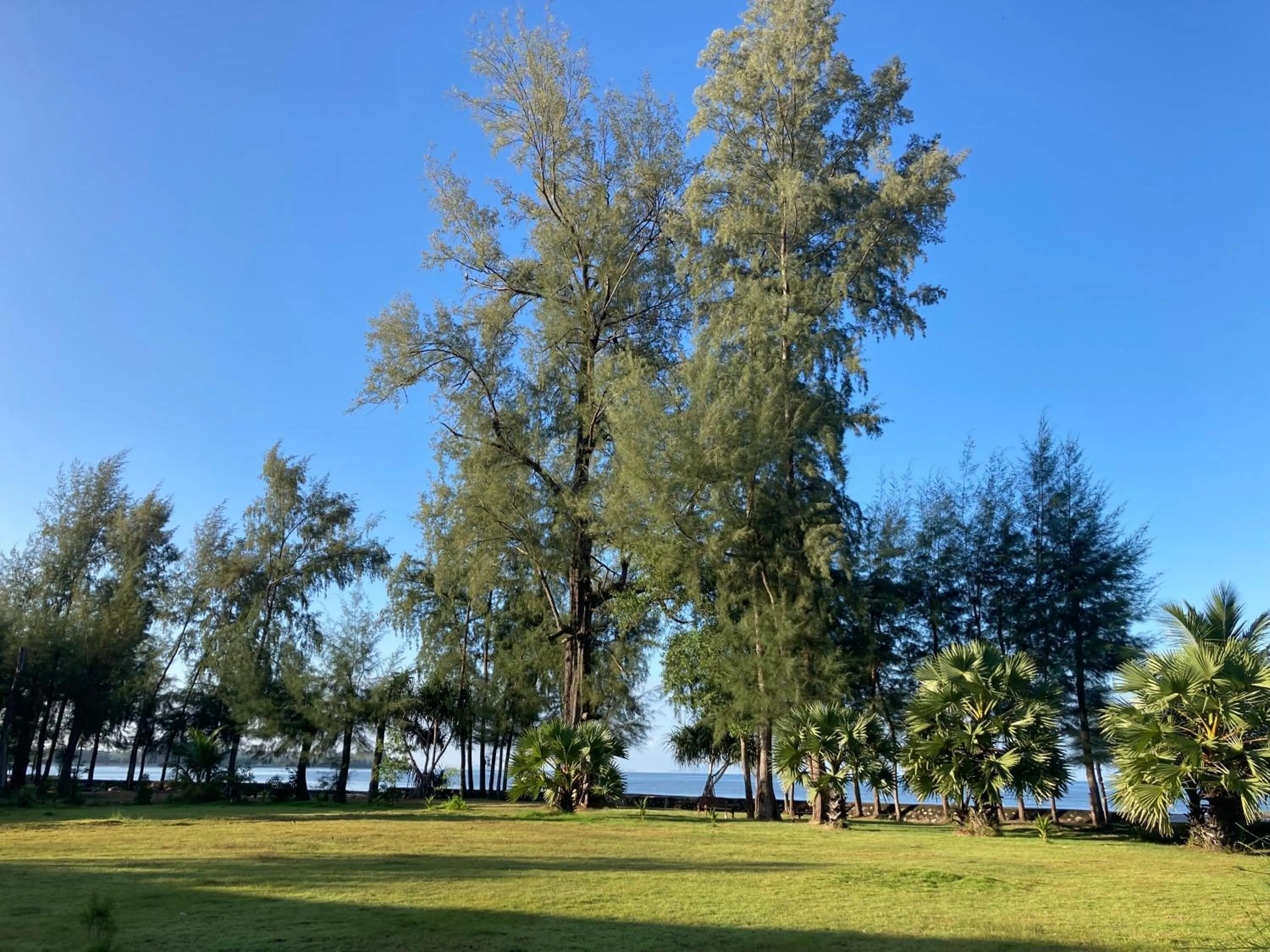 Garden in The Chevalley Beach Resort
