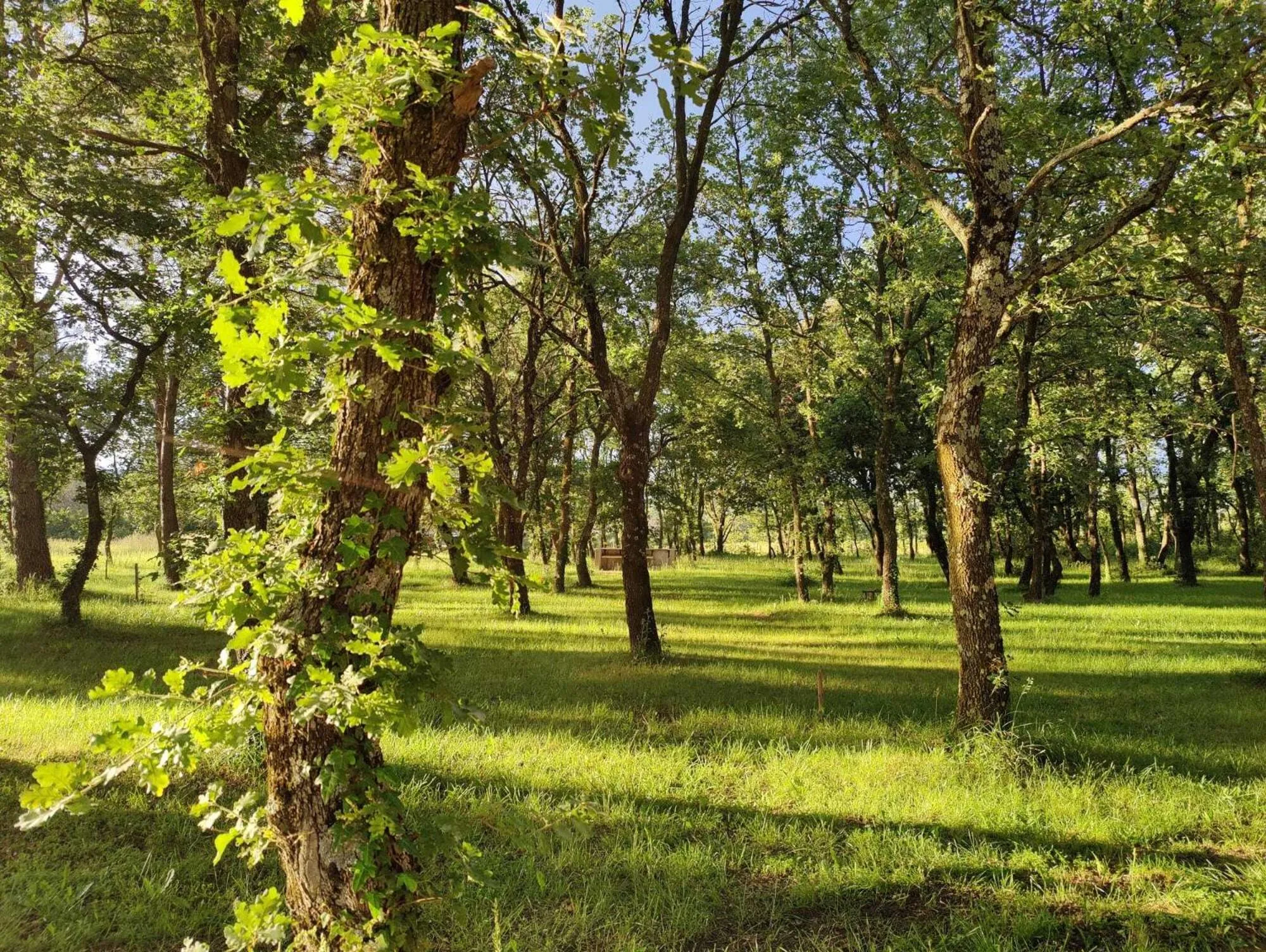 Garden in Le Mas des Laurels