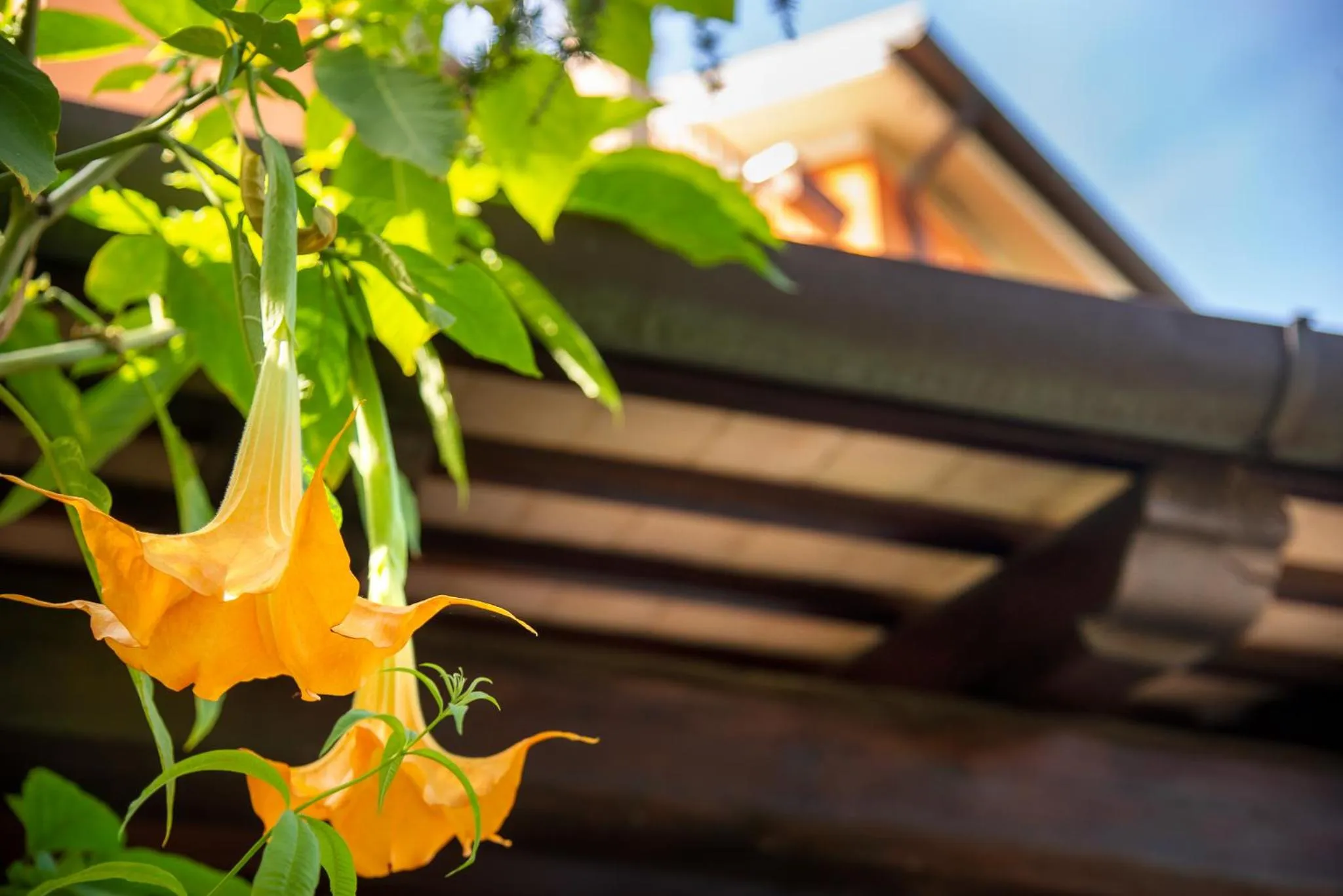 Garden in B&B LA GRADINA