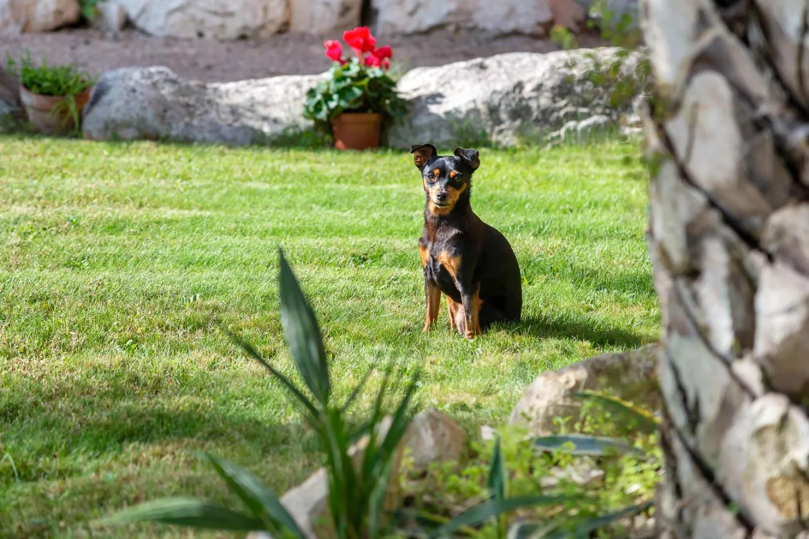 Pets in B&B LA GRADINA