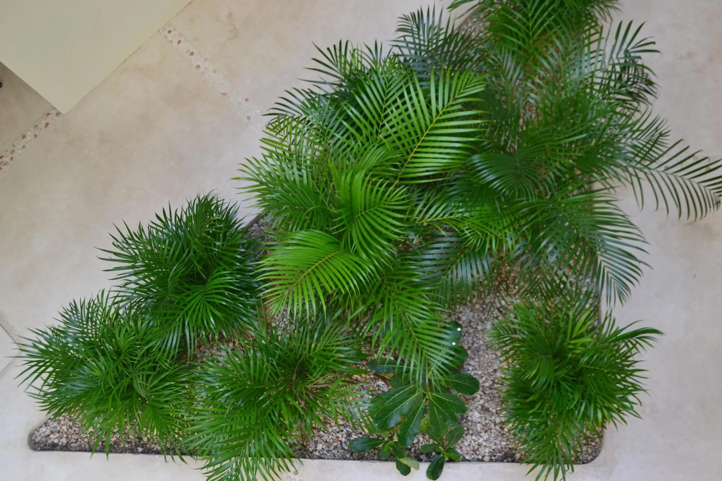 Garden view in AURORA