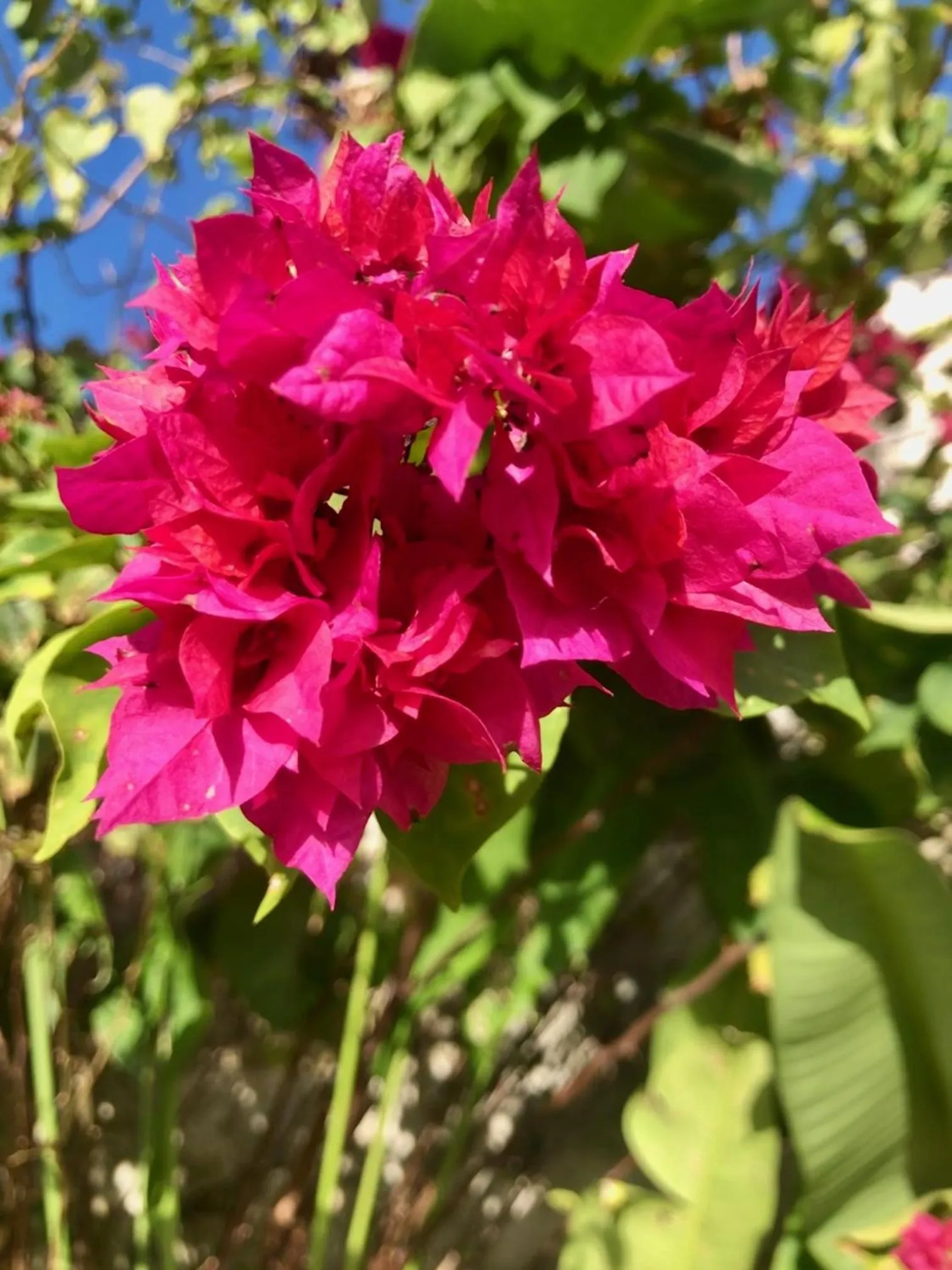Garden in EcoVila-Zen Bougainville - Hotel Pousada
