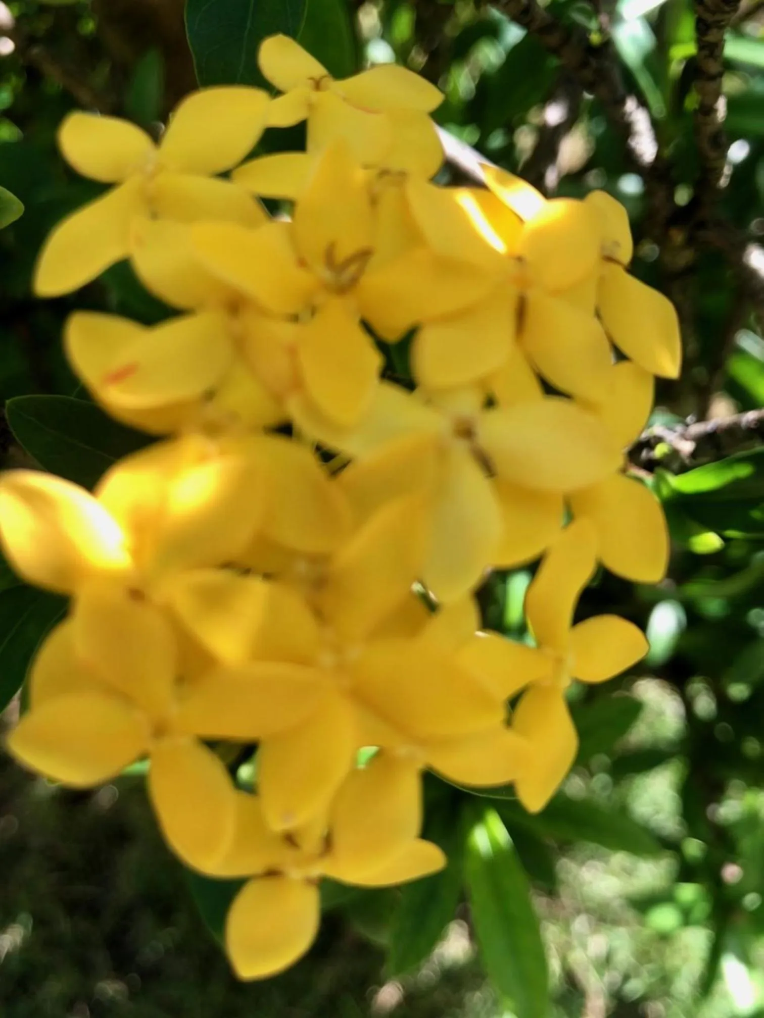 Garden in EcoVila-Zen Bougainville - Hotel Pousada