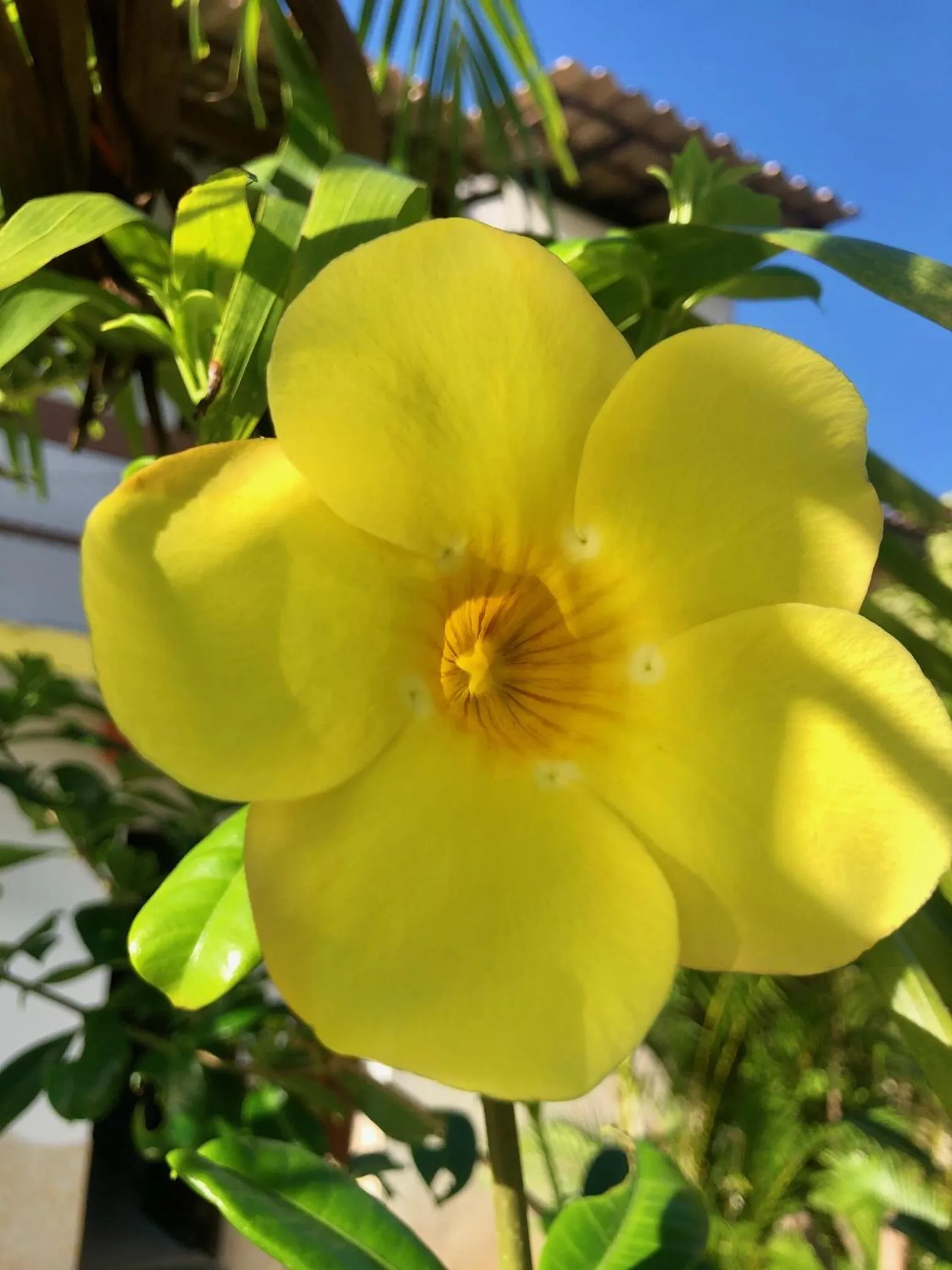 Garden in EcoVila-Zen Bougainville - Hotel Pousada