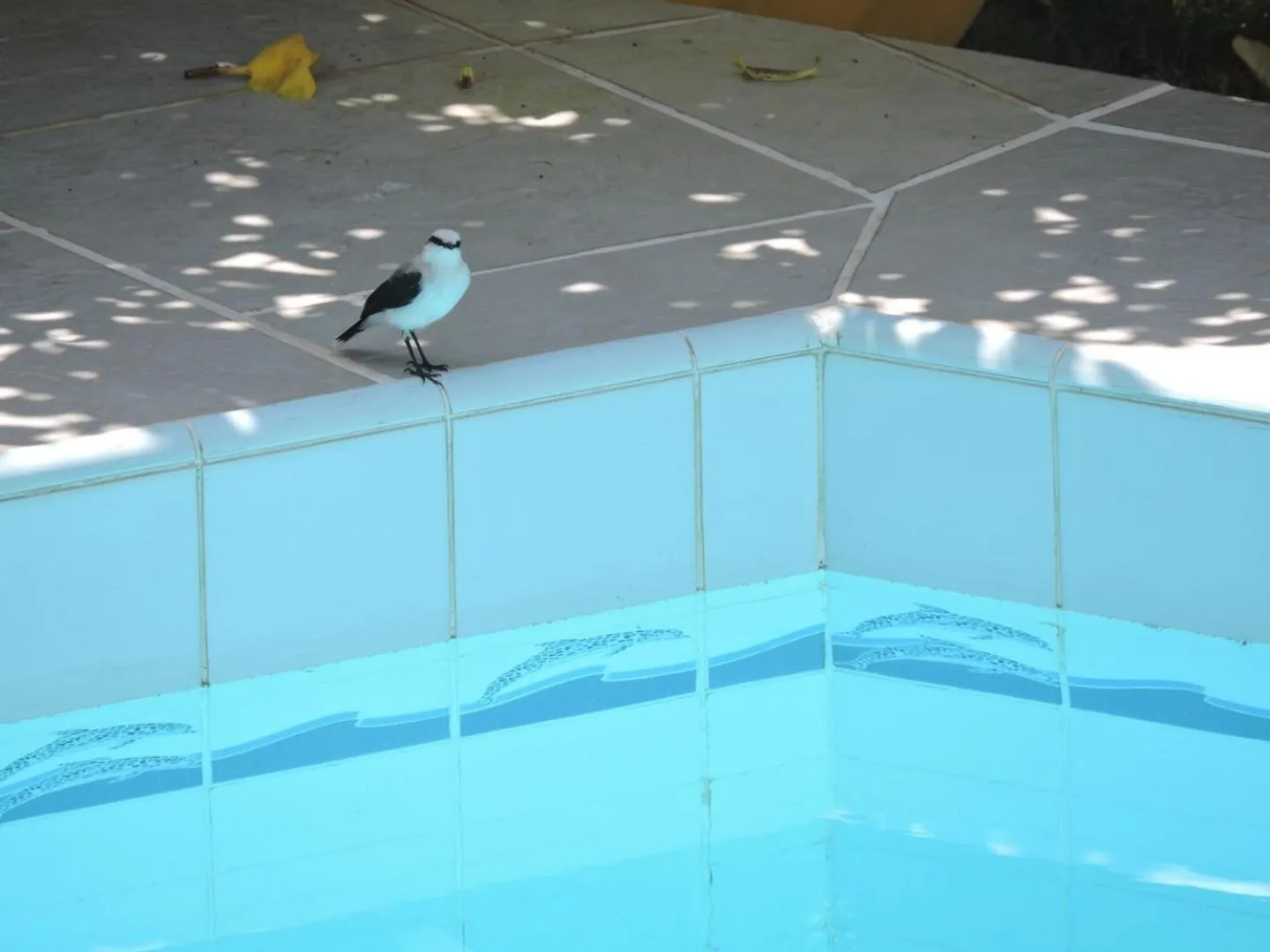 Animals in EcoVila-Zen Bougainville - Hotel Pousada