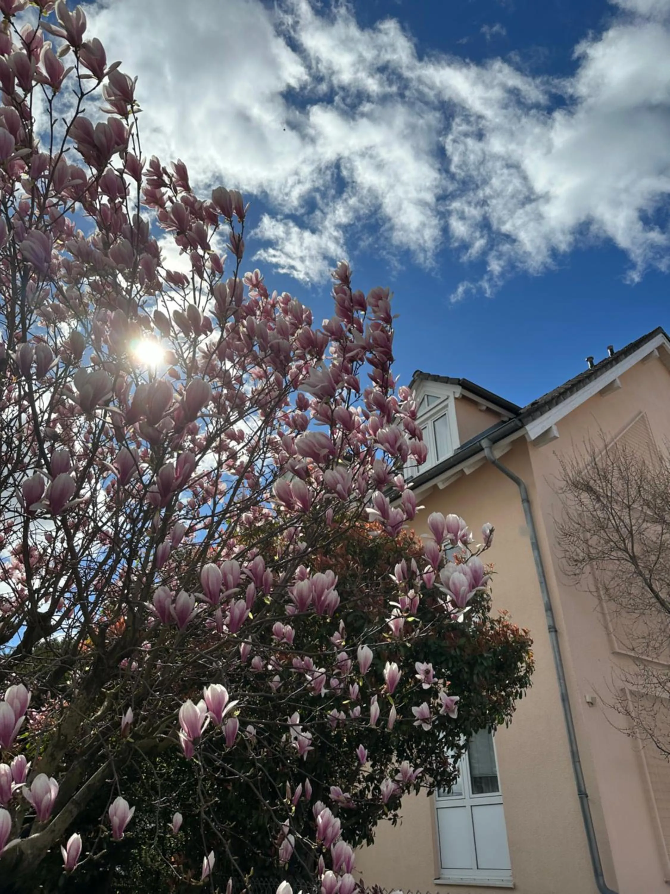 Garden in Astralis Hotel Domizil