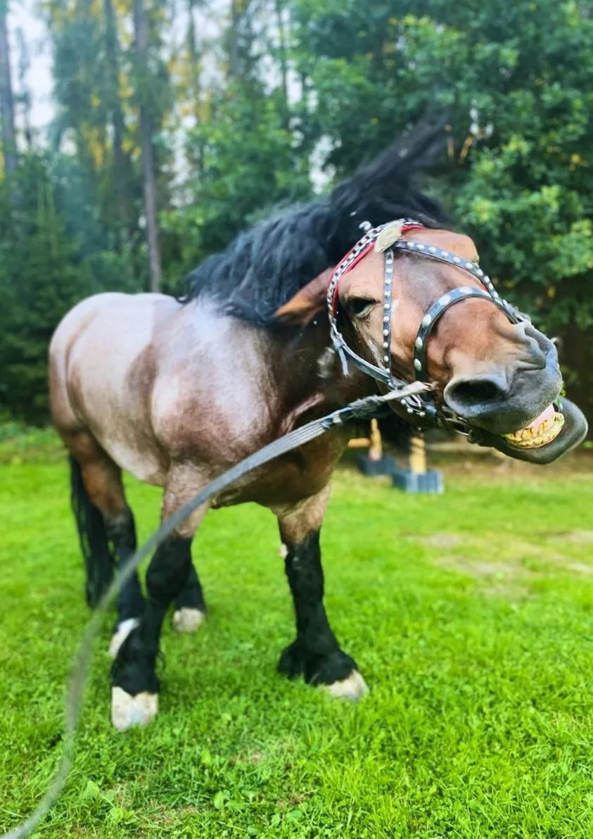 Animals in Olza Karczma i pokoje