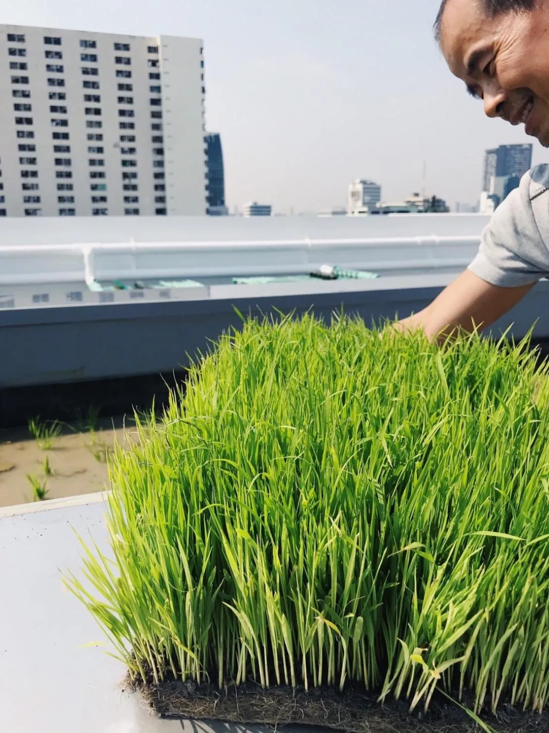 Natural landscape in Siamplaengna Residence สยามแปลงนา เรสซิเดนท์